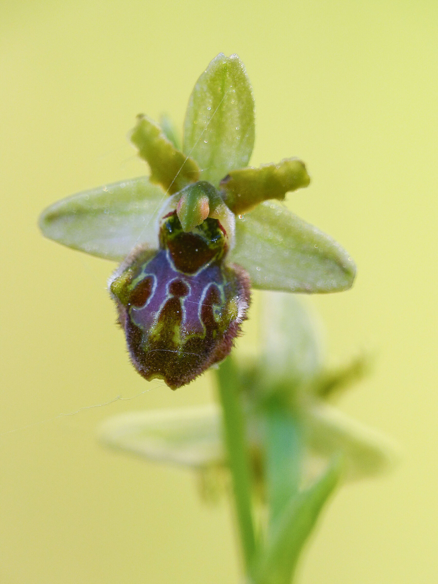 ophrys speghodes metaurensis