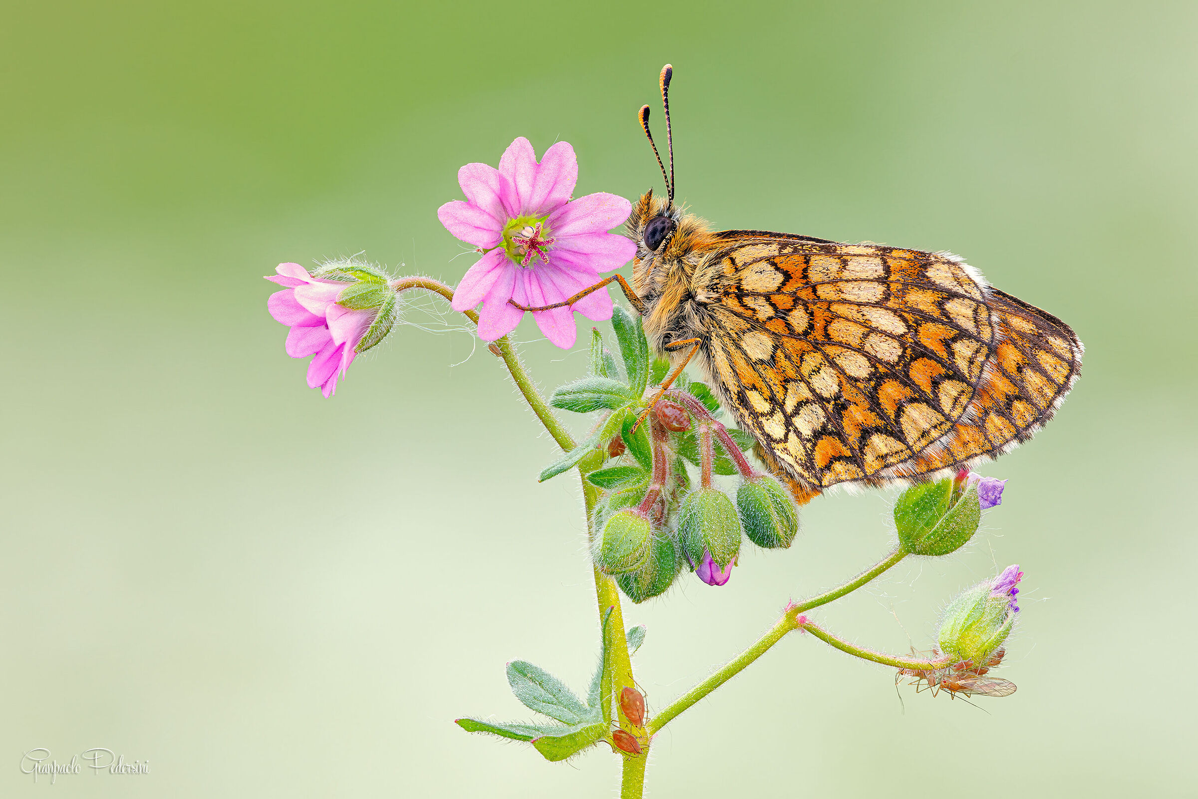 Butterfly in company