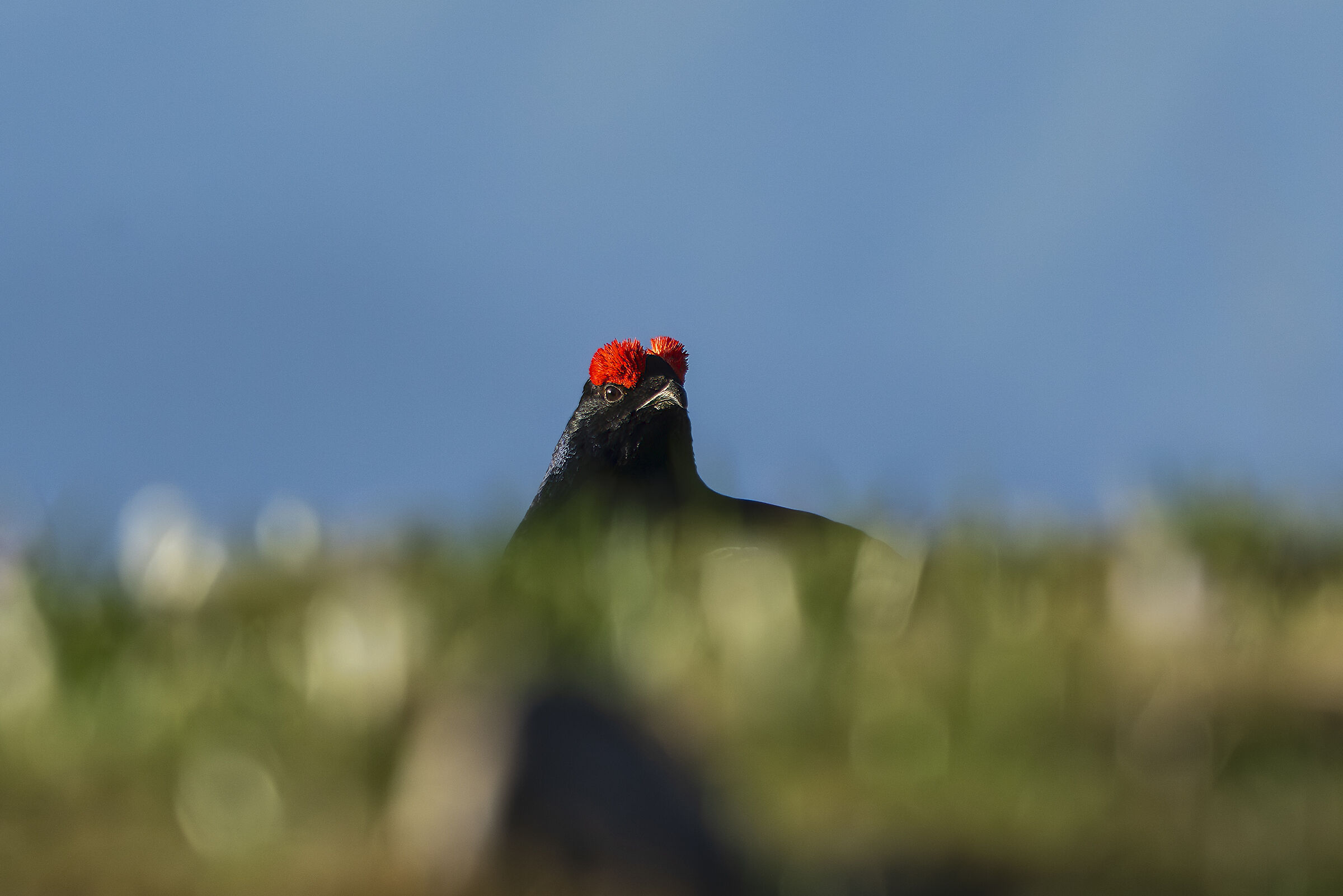 Black grouse