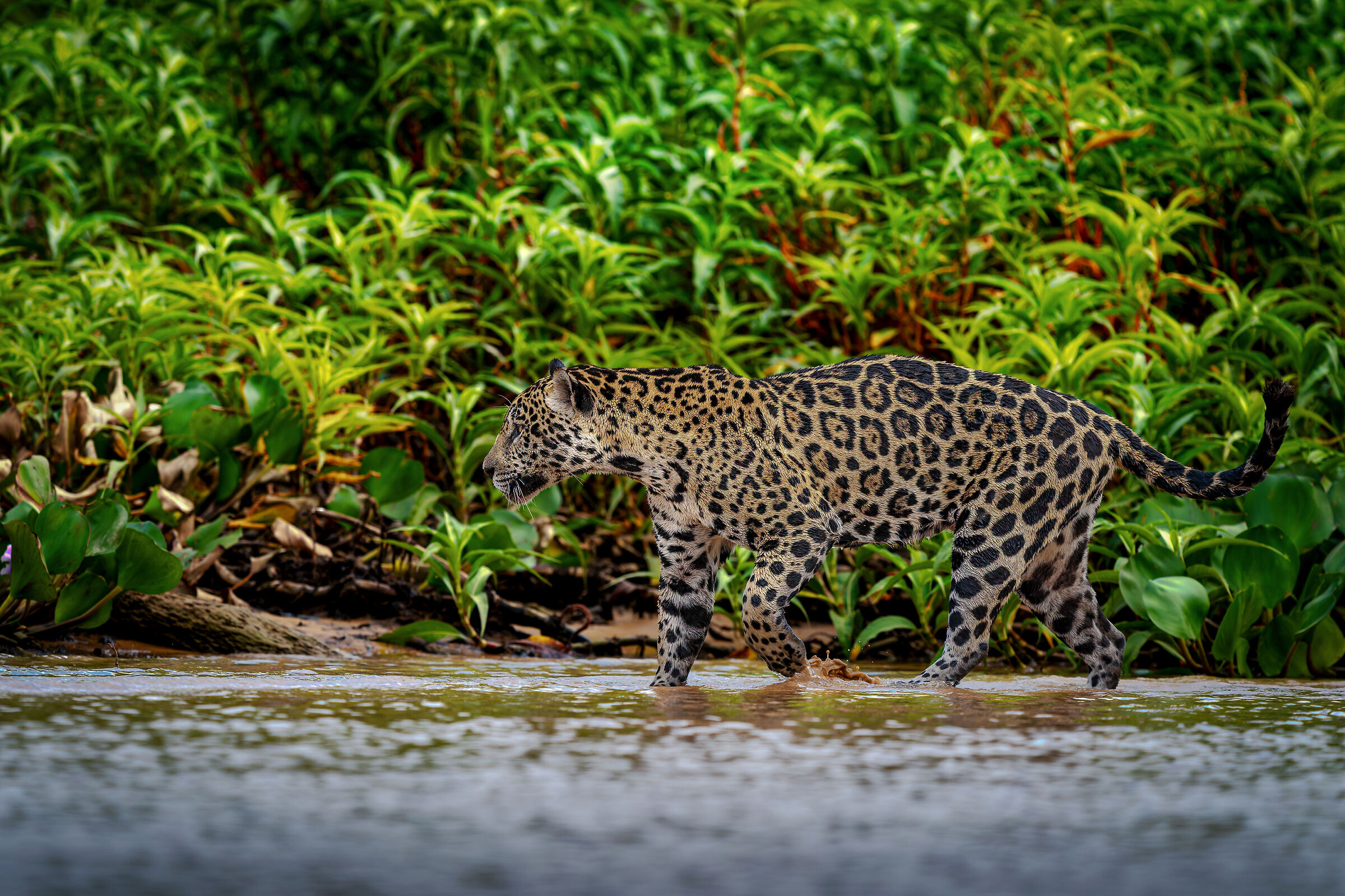 JAGUAR
