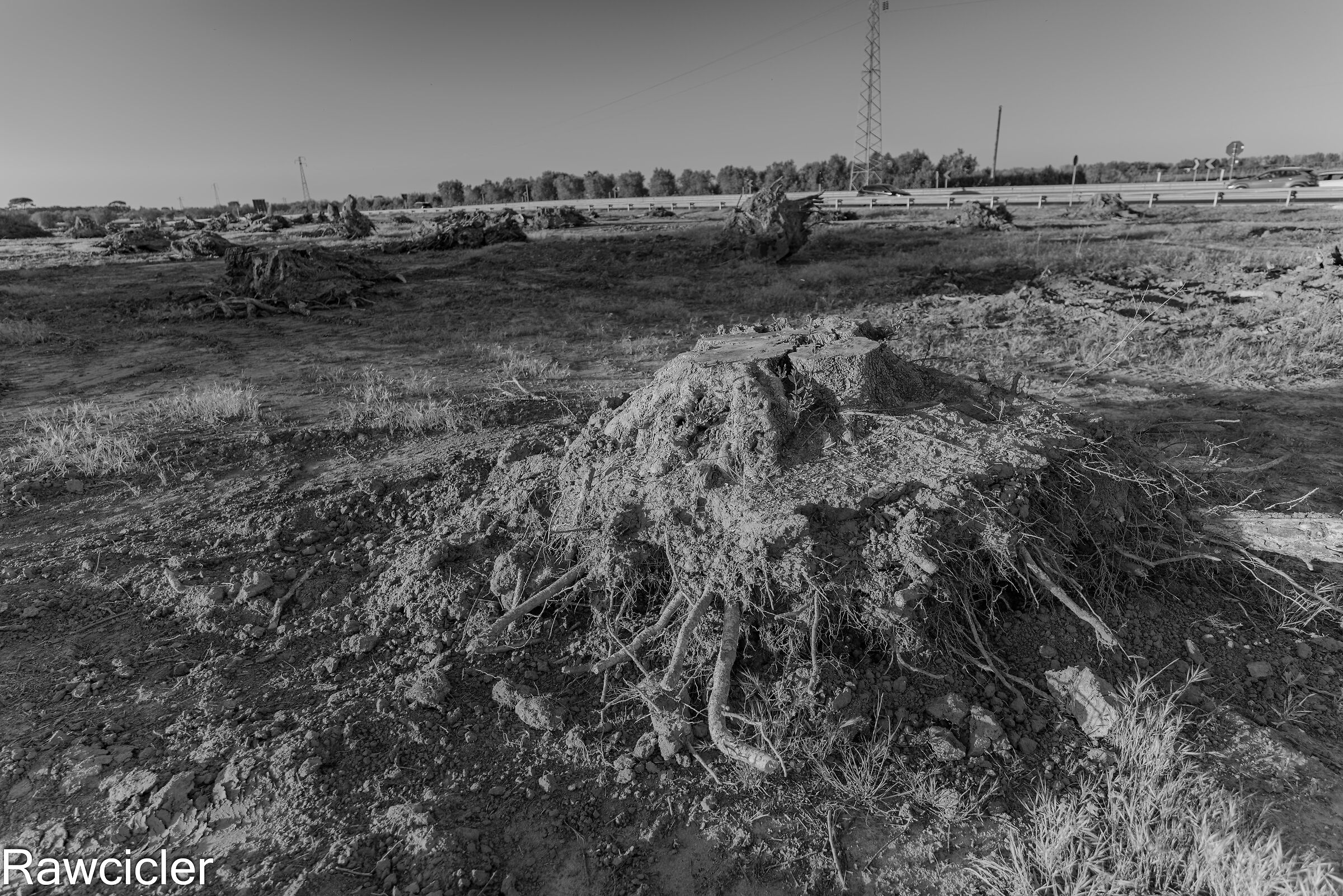 nature's scream BN