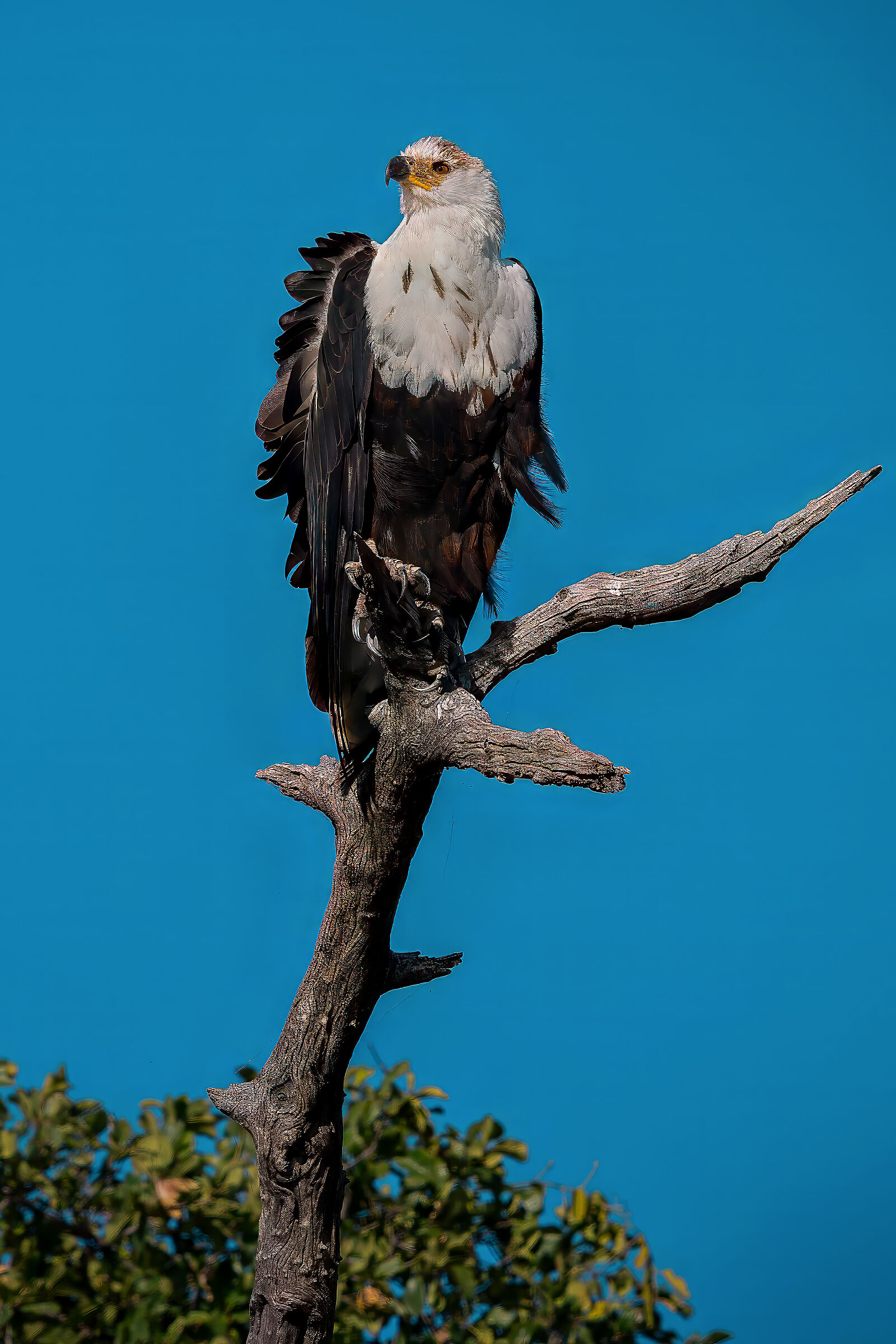 the queen of Chobe