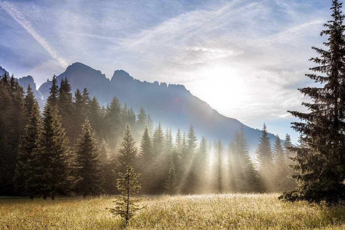 Pinetto solitario ai piedi del Catinaccio