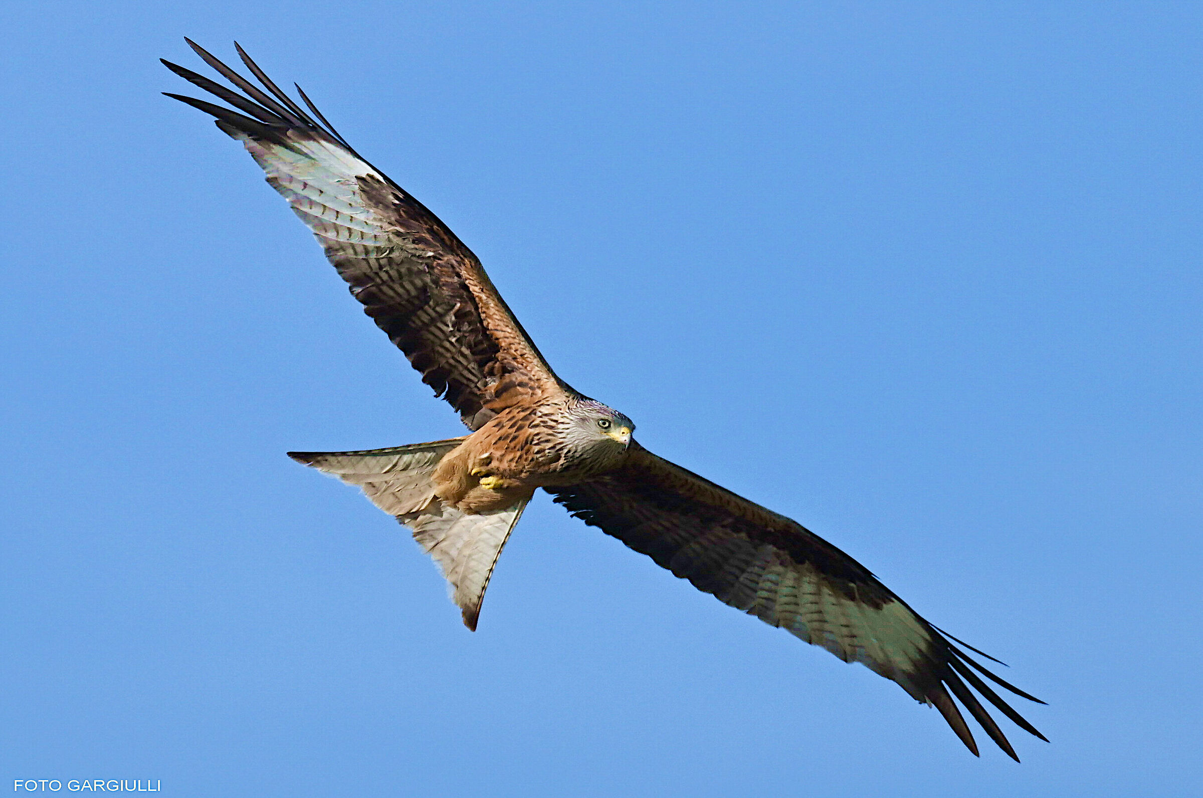 Red Kite