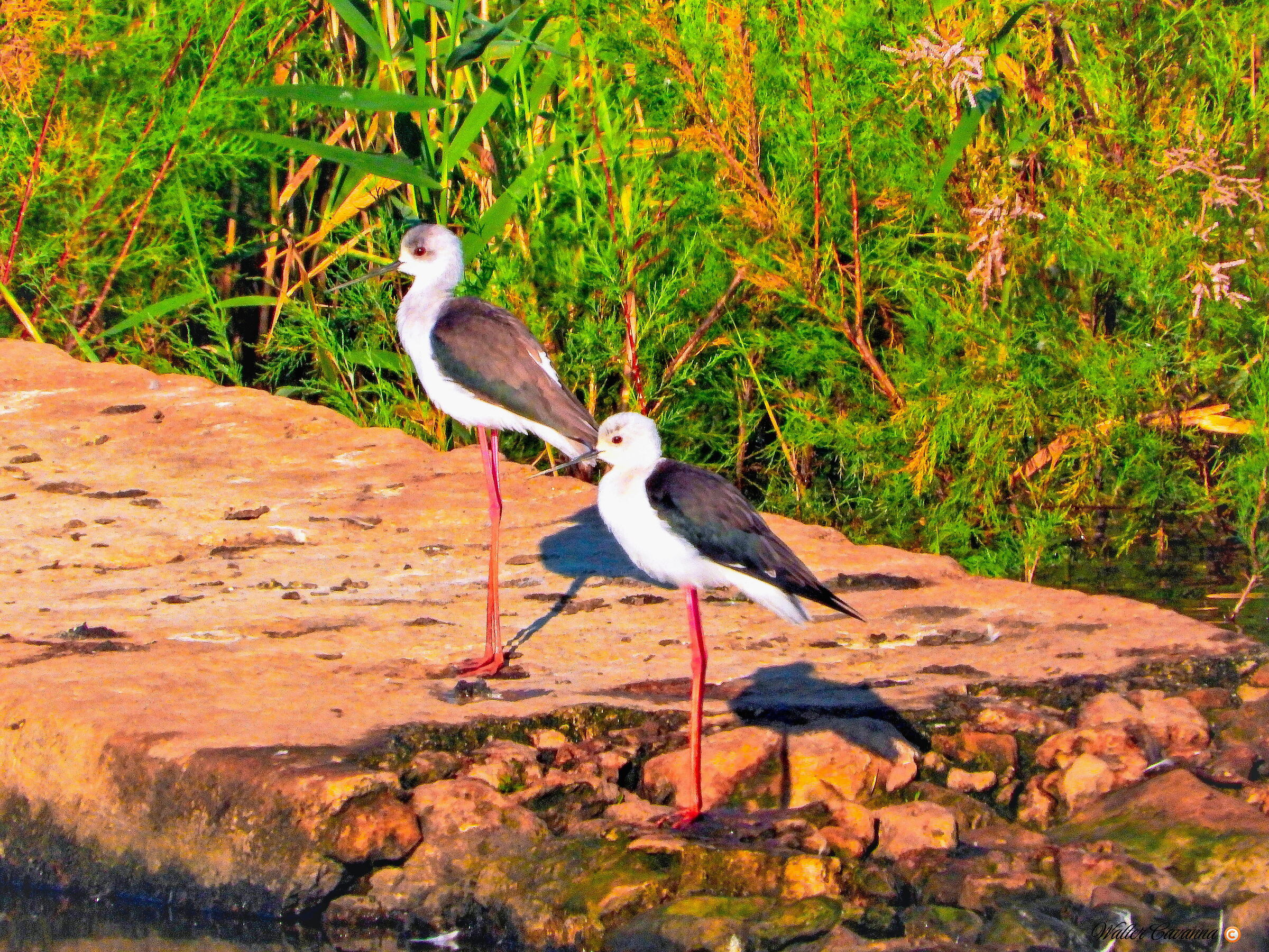Black-winged Stilts