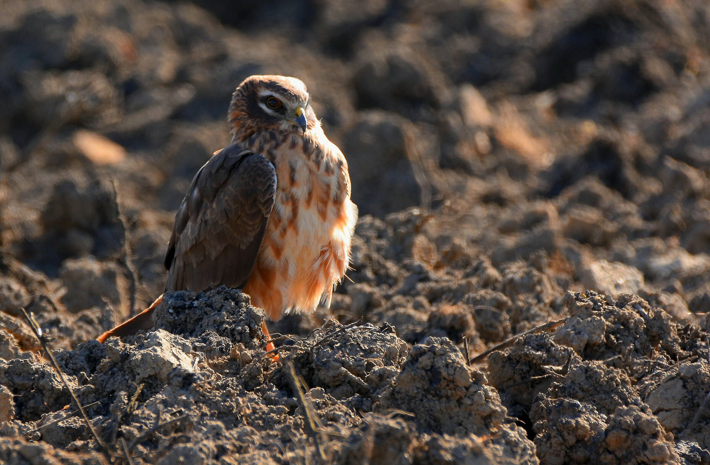 Montagu's Harrier (F)