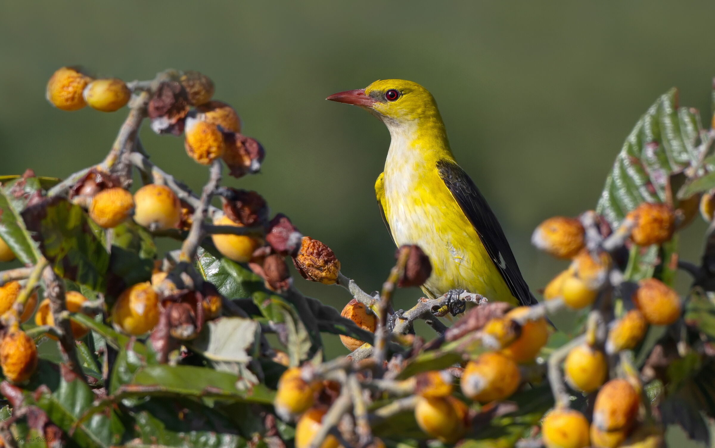 Rigogolo (Oriolus oriolus)