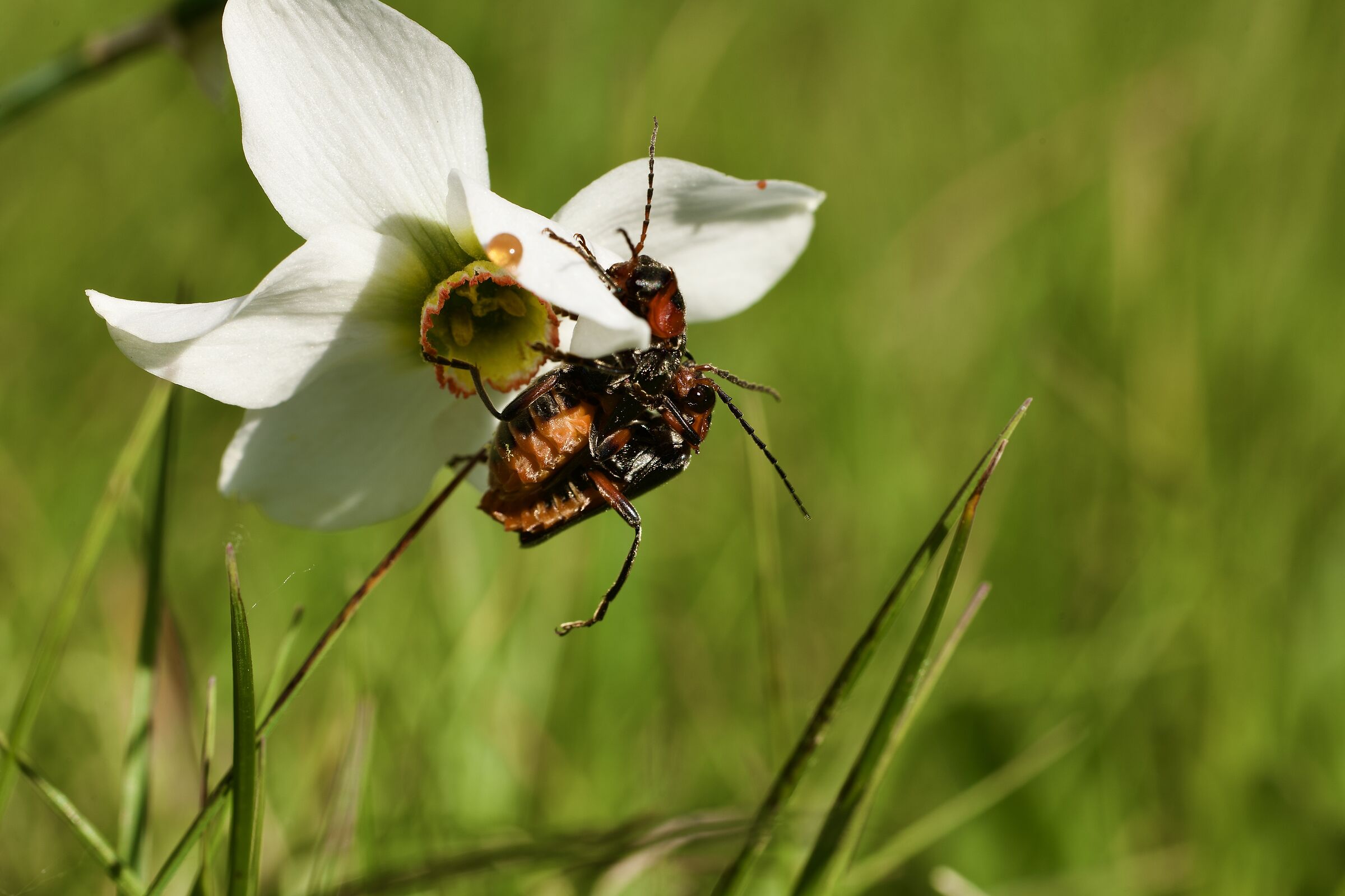 Beetles... in love