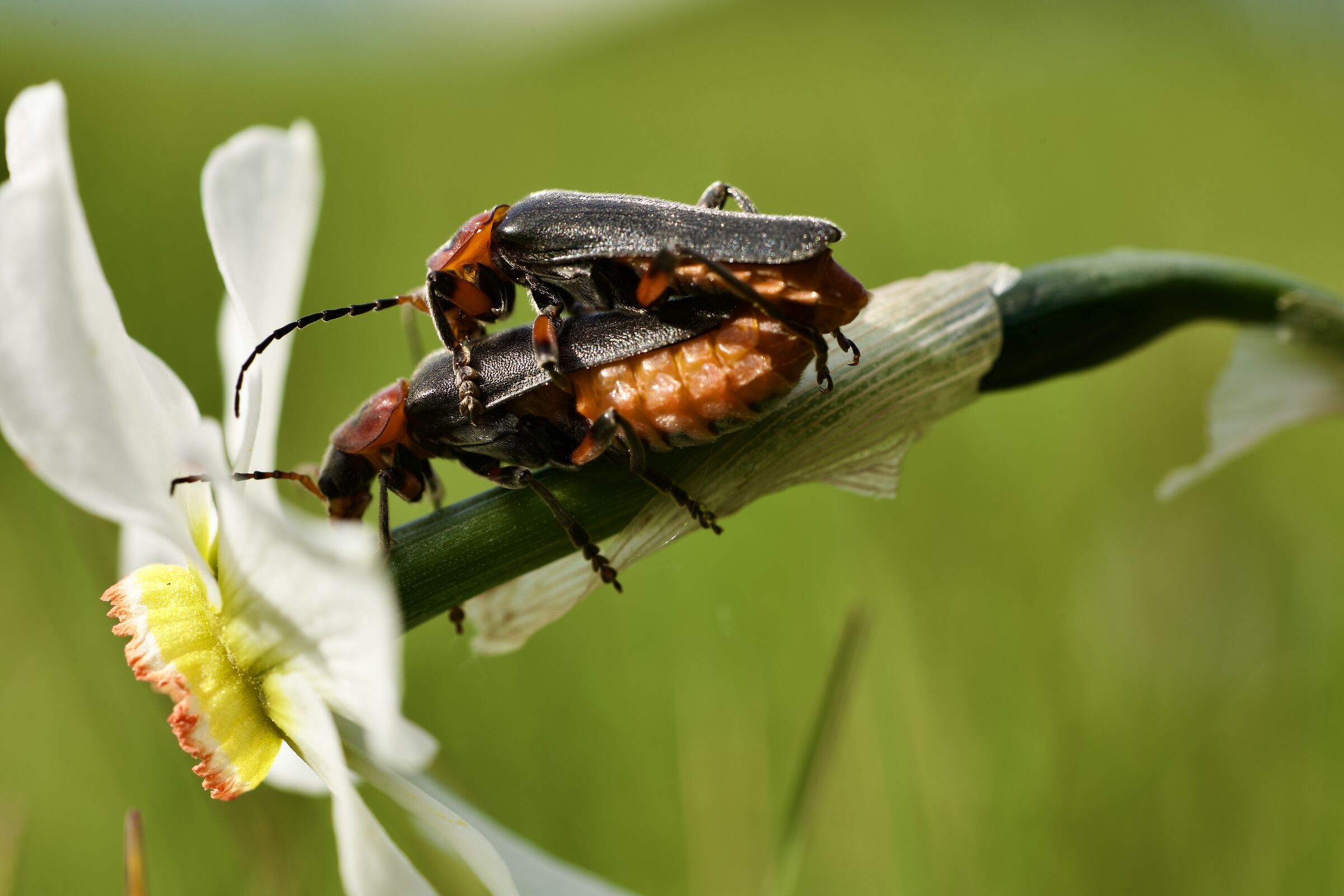 Beetles... in love