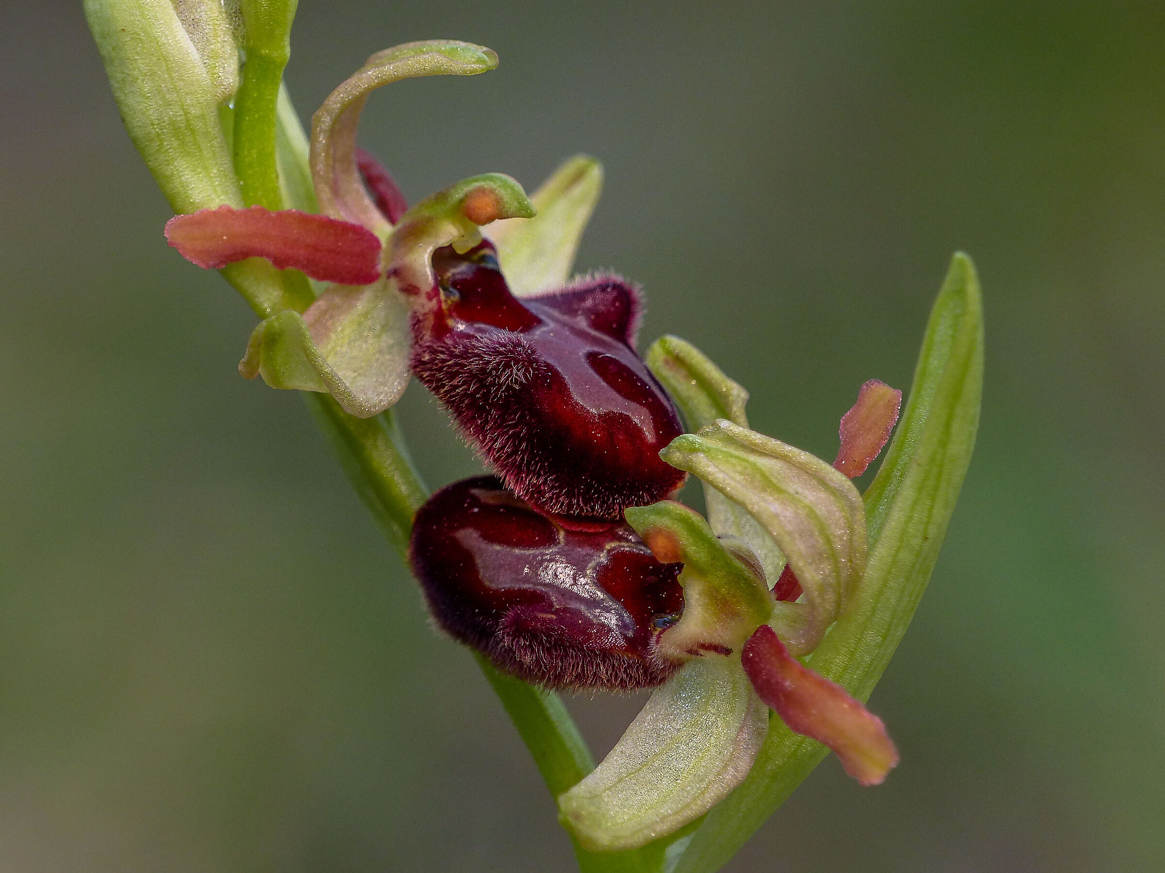 Unite - Ophrys Speghodes