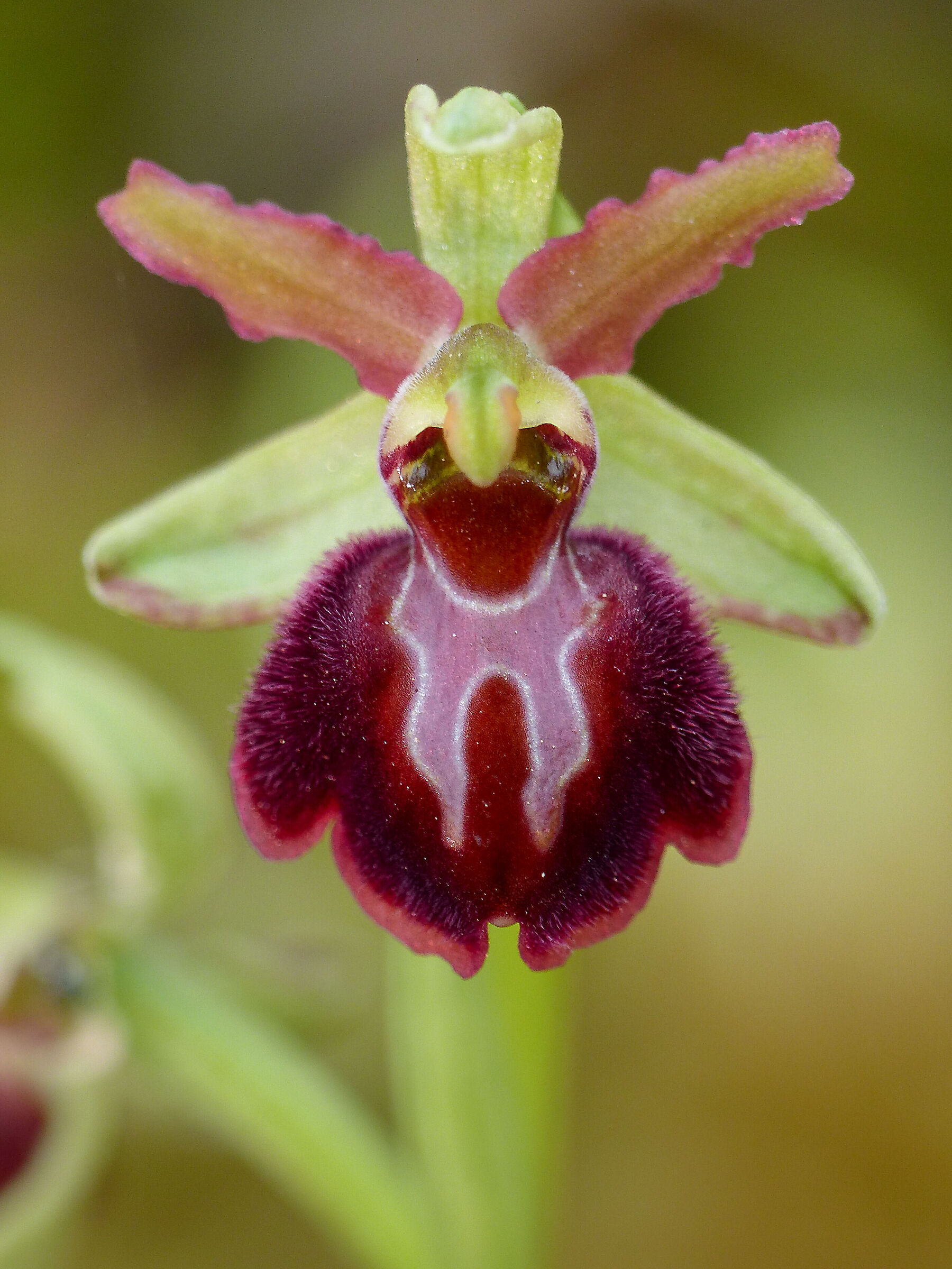 Ophrys Speghodes