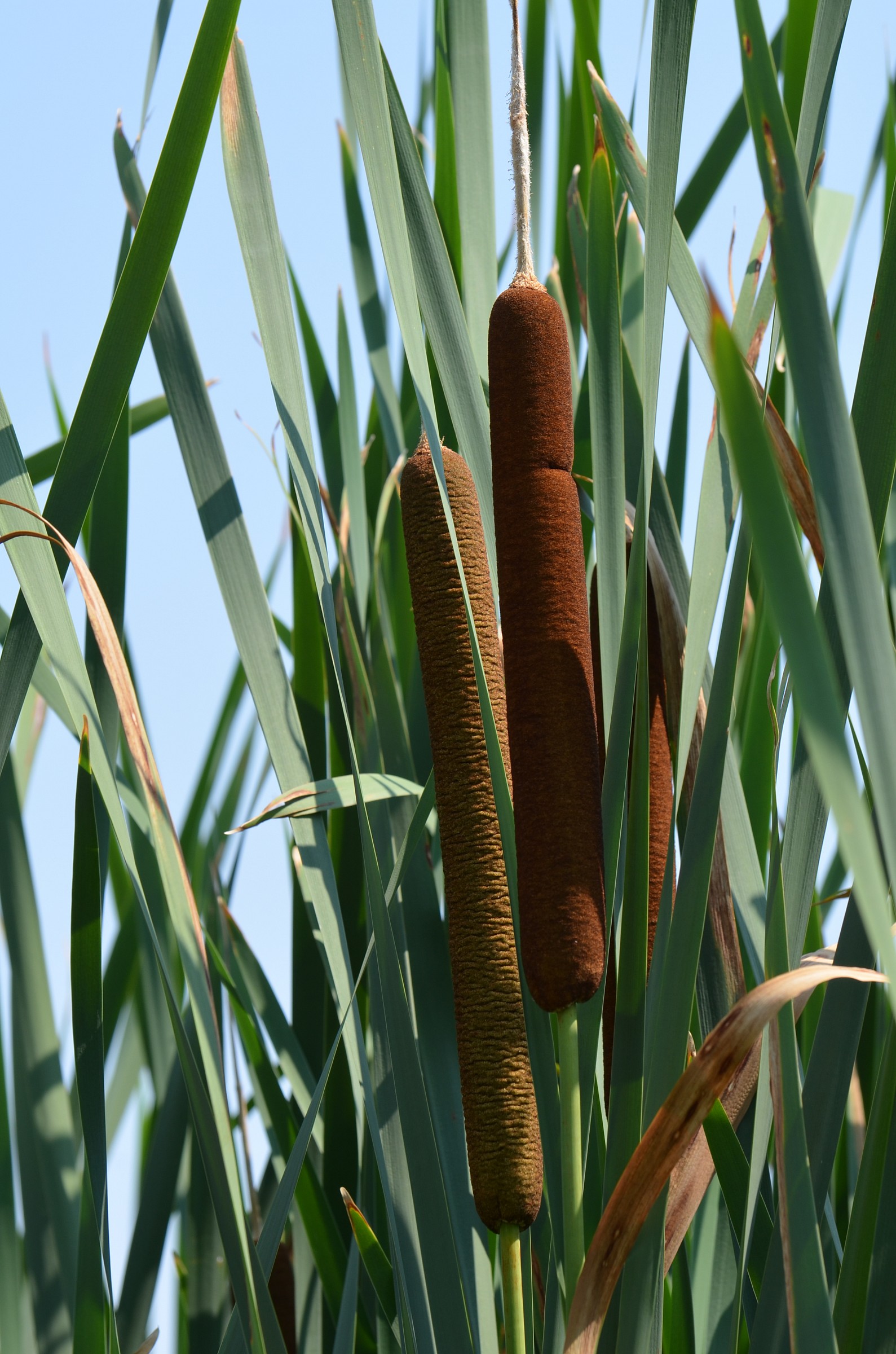 Typha latifolia
