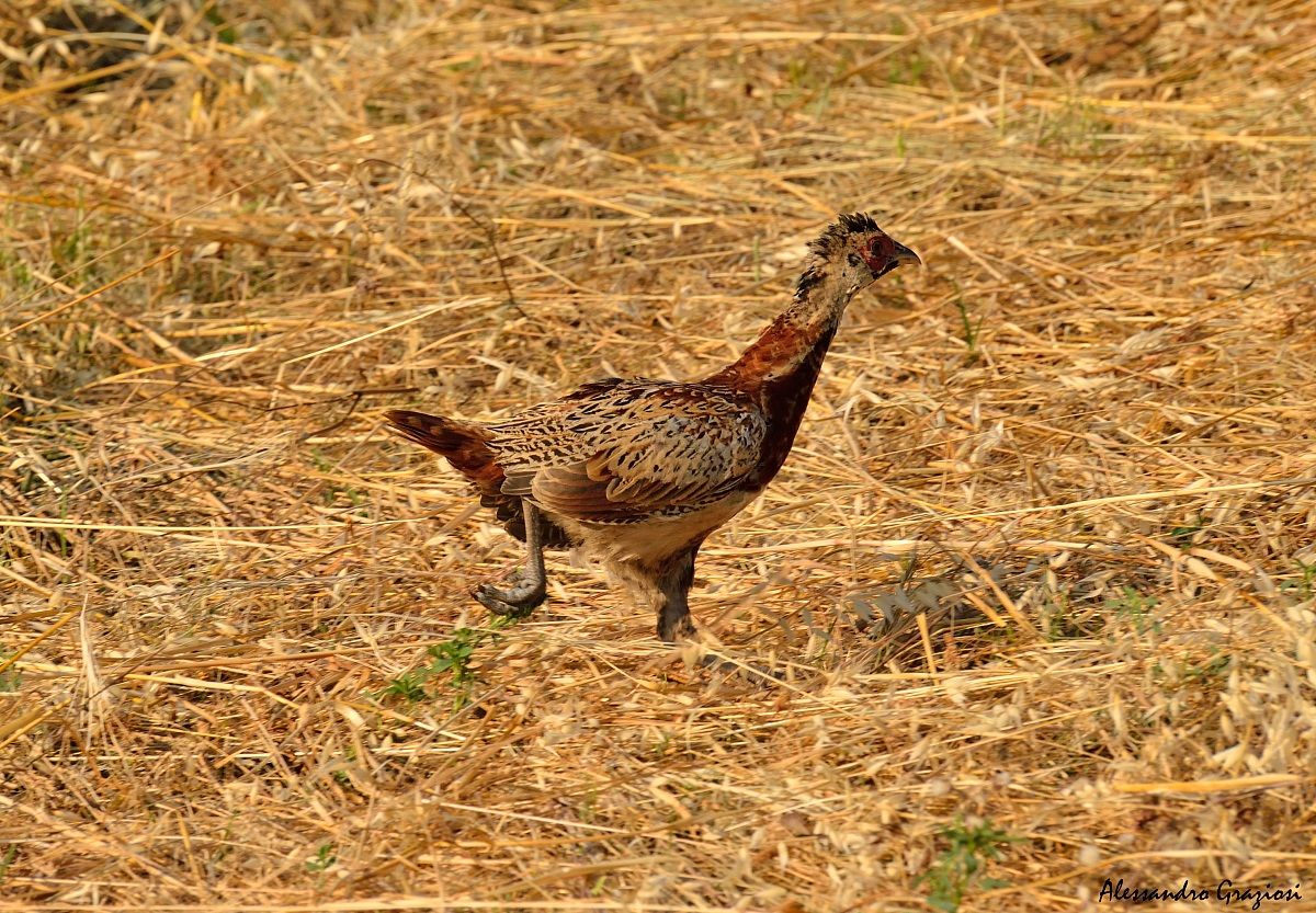 Young male pheasant