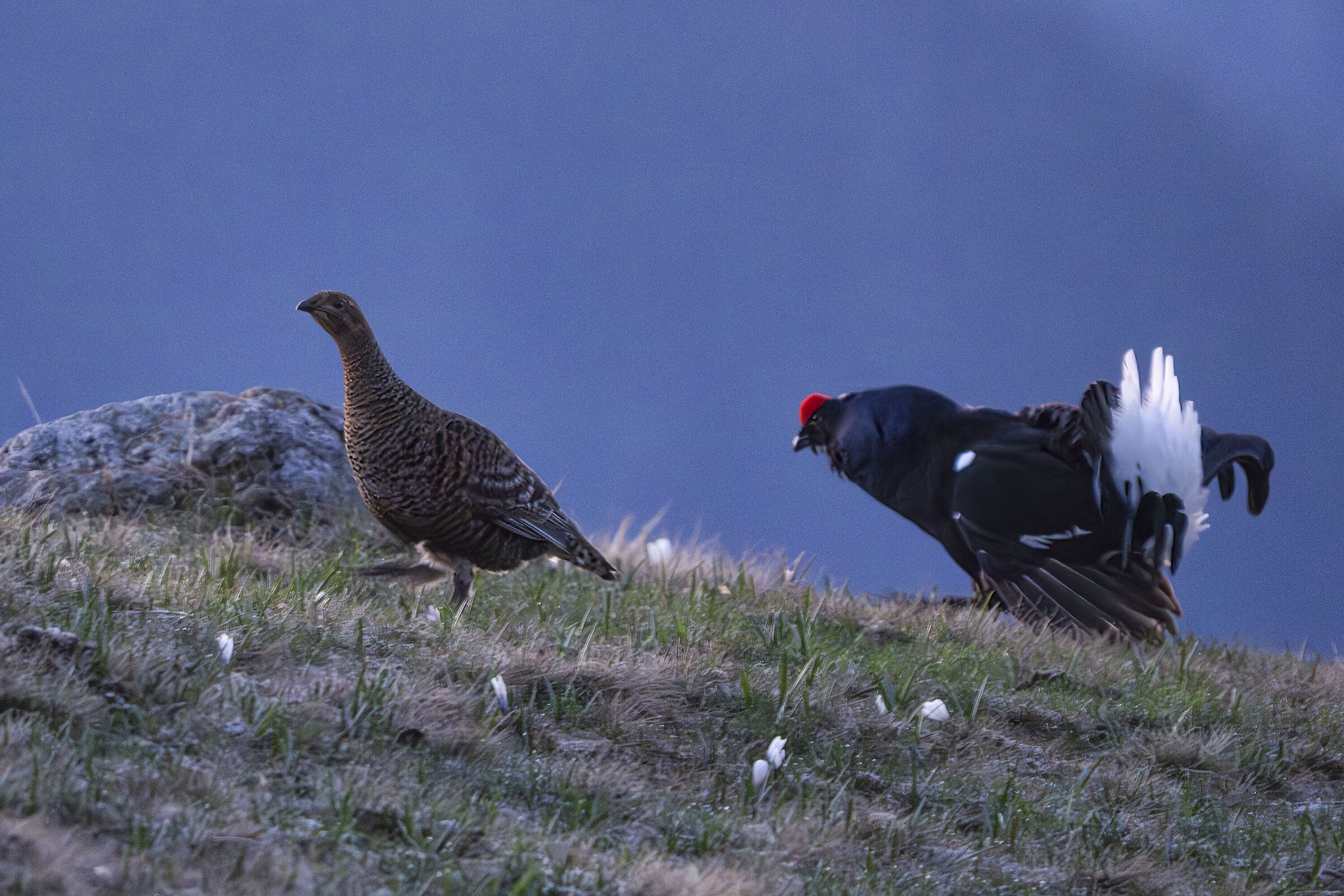 Pair of black grouse