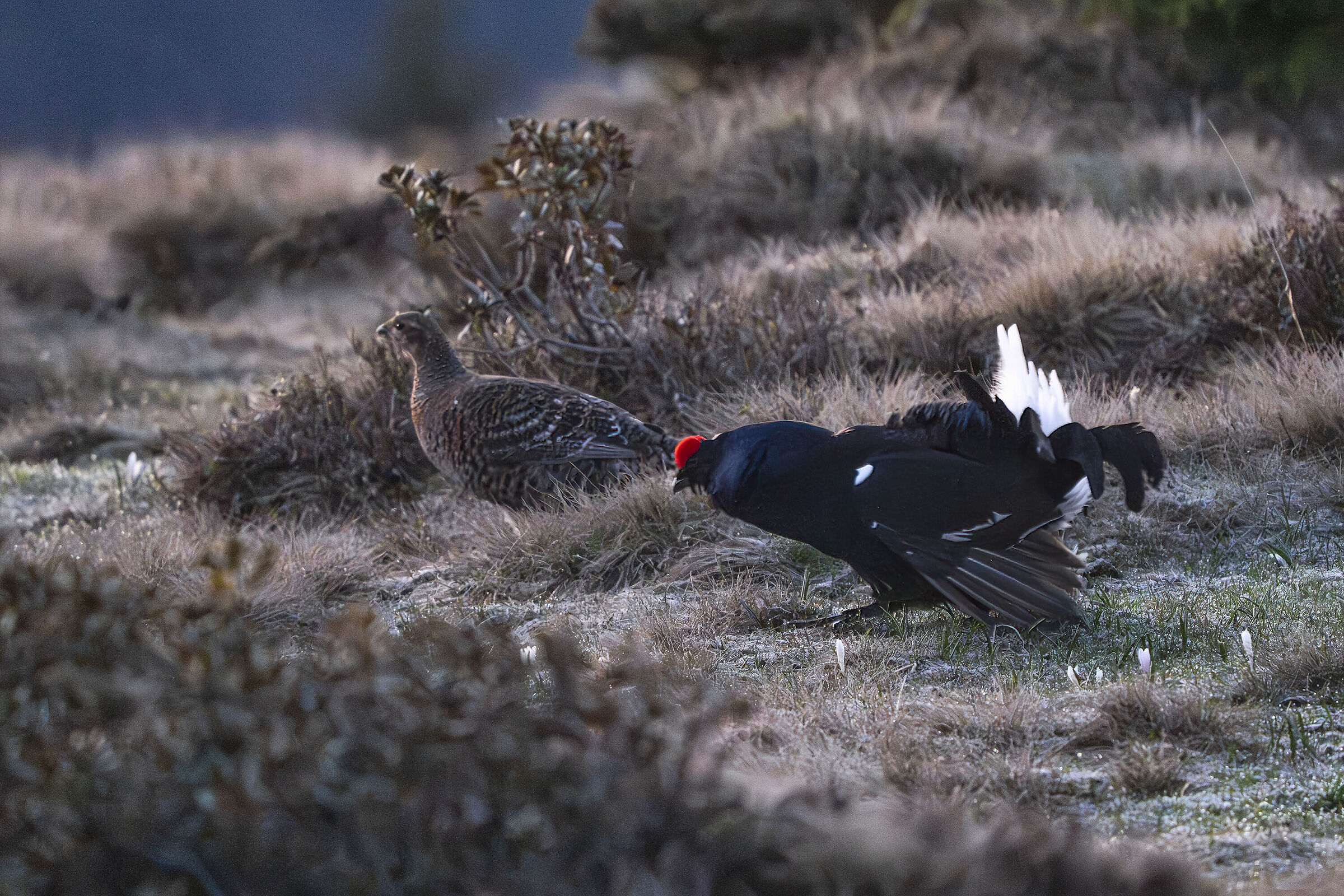 Pair of black grouse