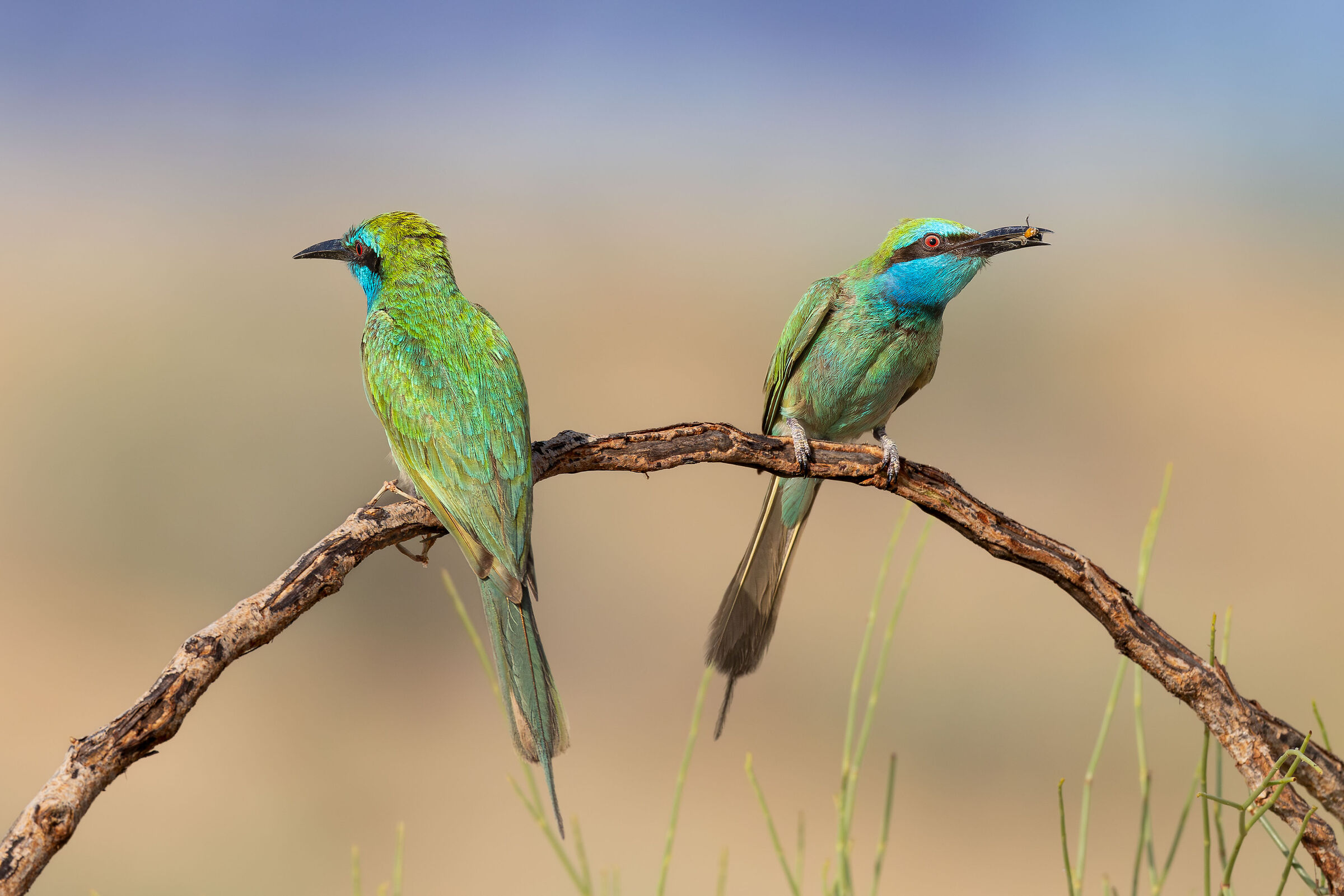 Arabian Bee-Eater couple