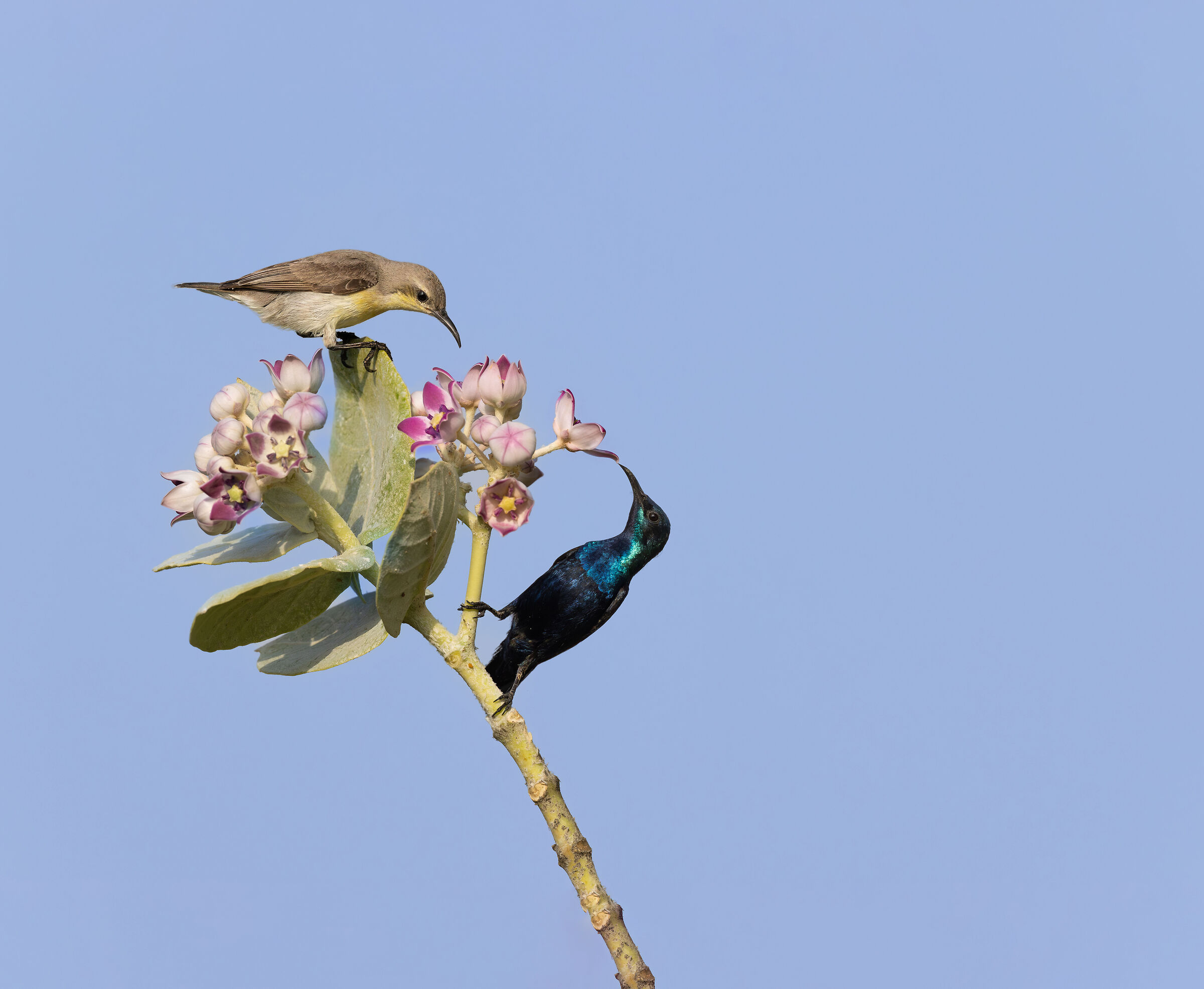 Purple Sunbird Couple
