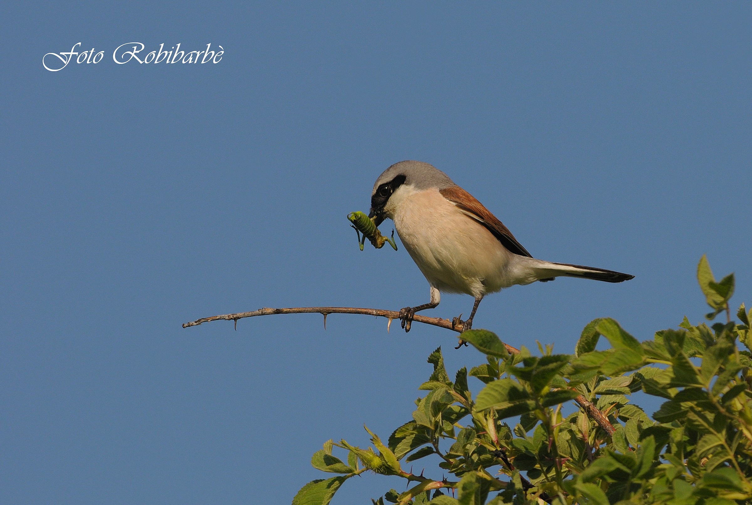 Averla piccola.... maschio con preda...