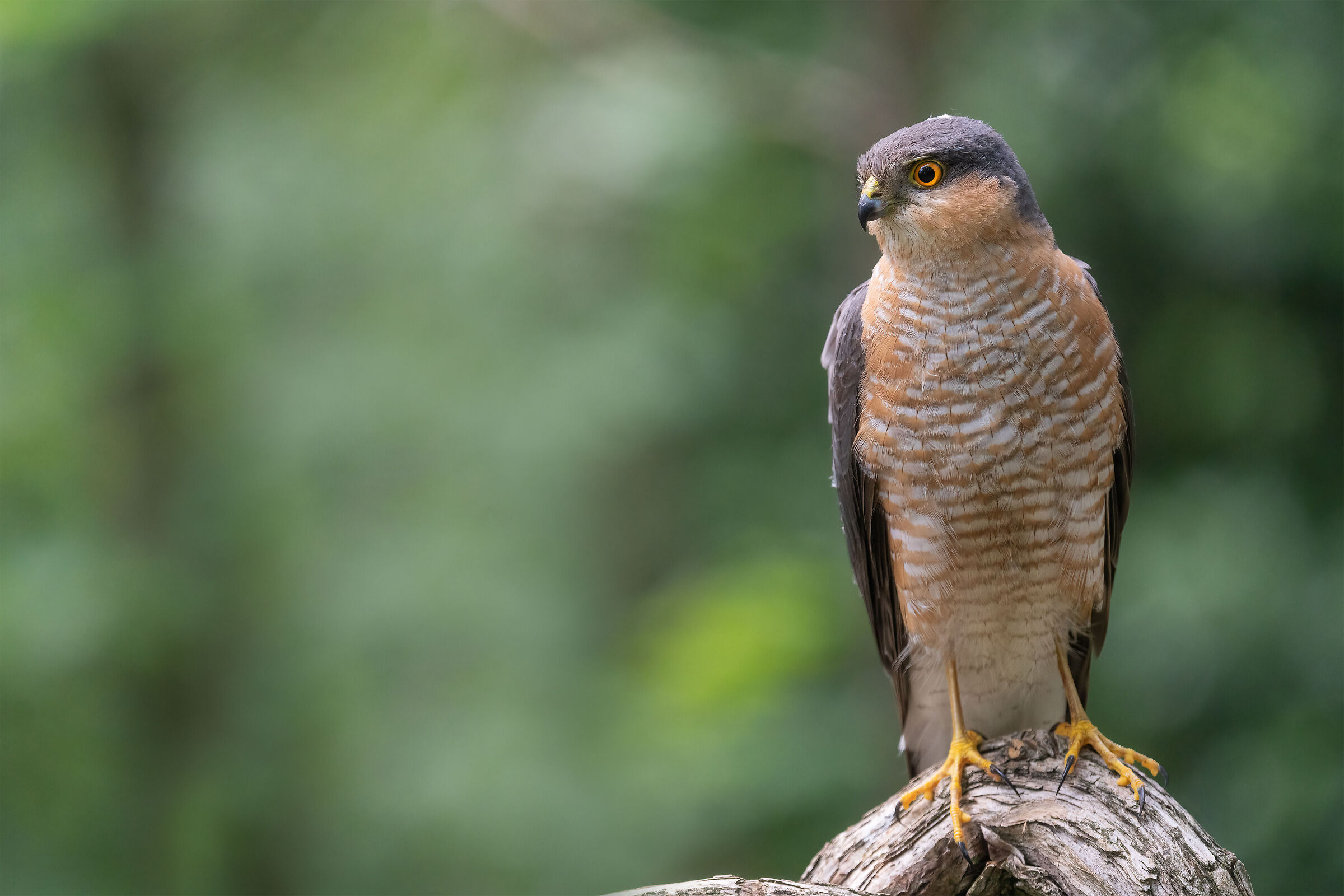 Male Sparrowhawk