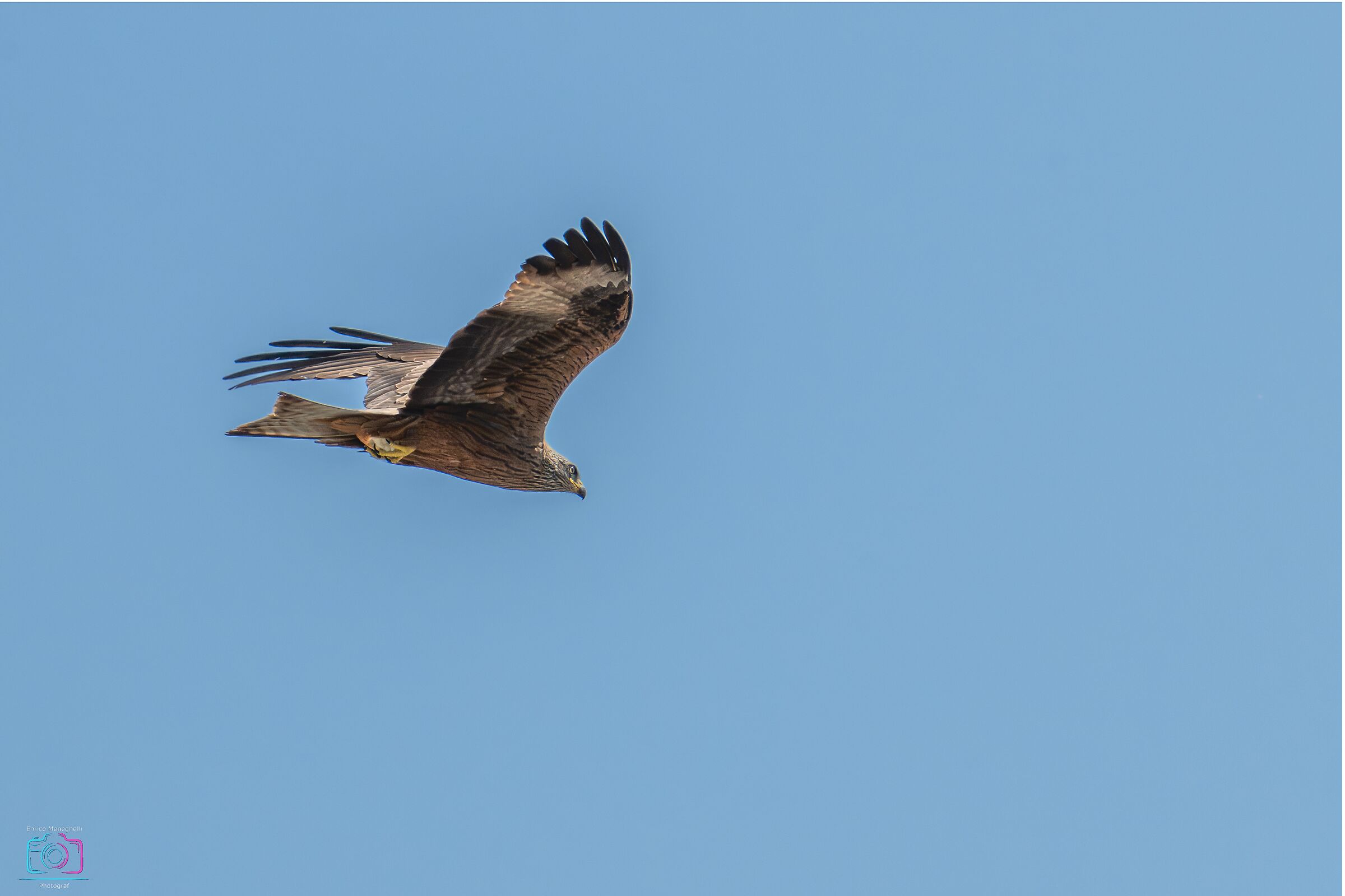 Red Kite