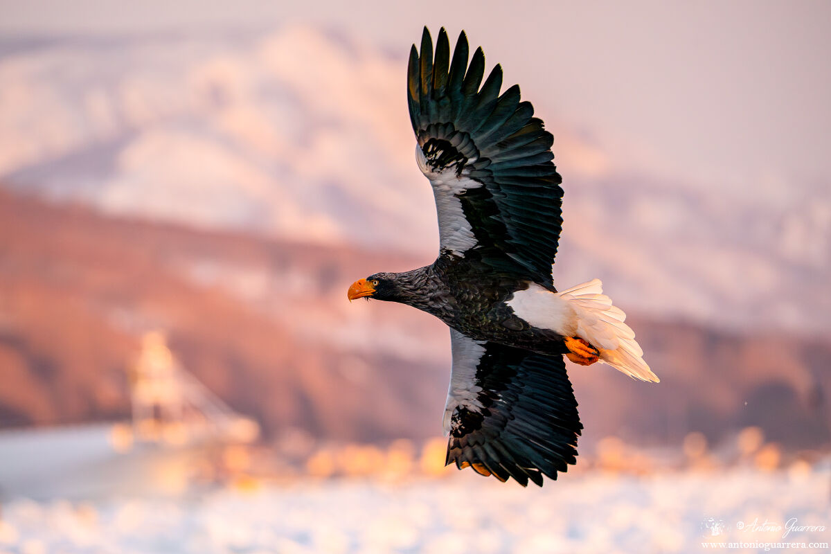 Che luce - Aquila di mare di Steller