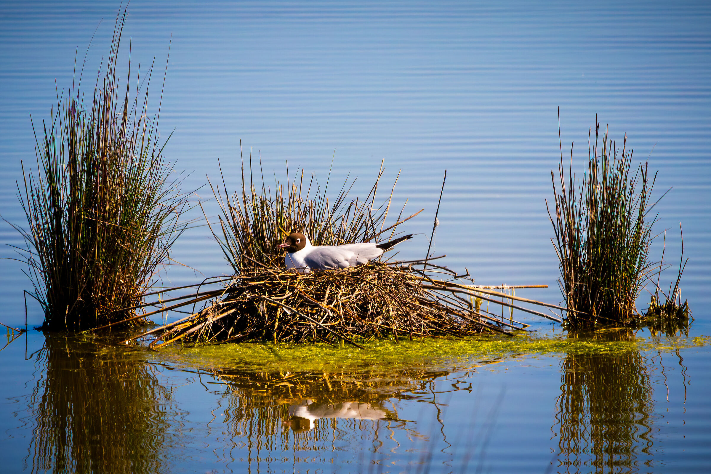 The seagull's hatching