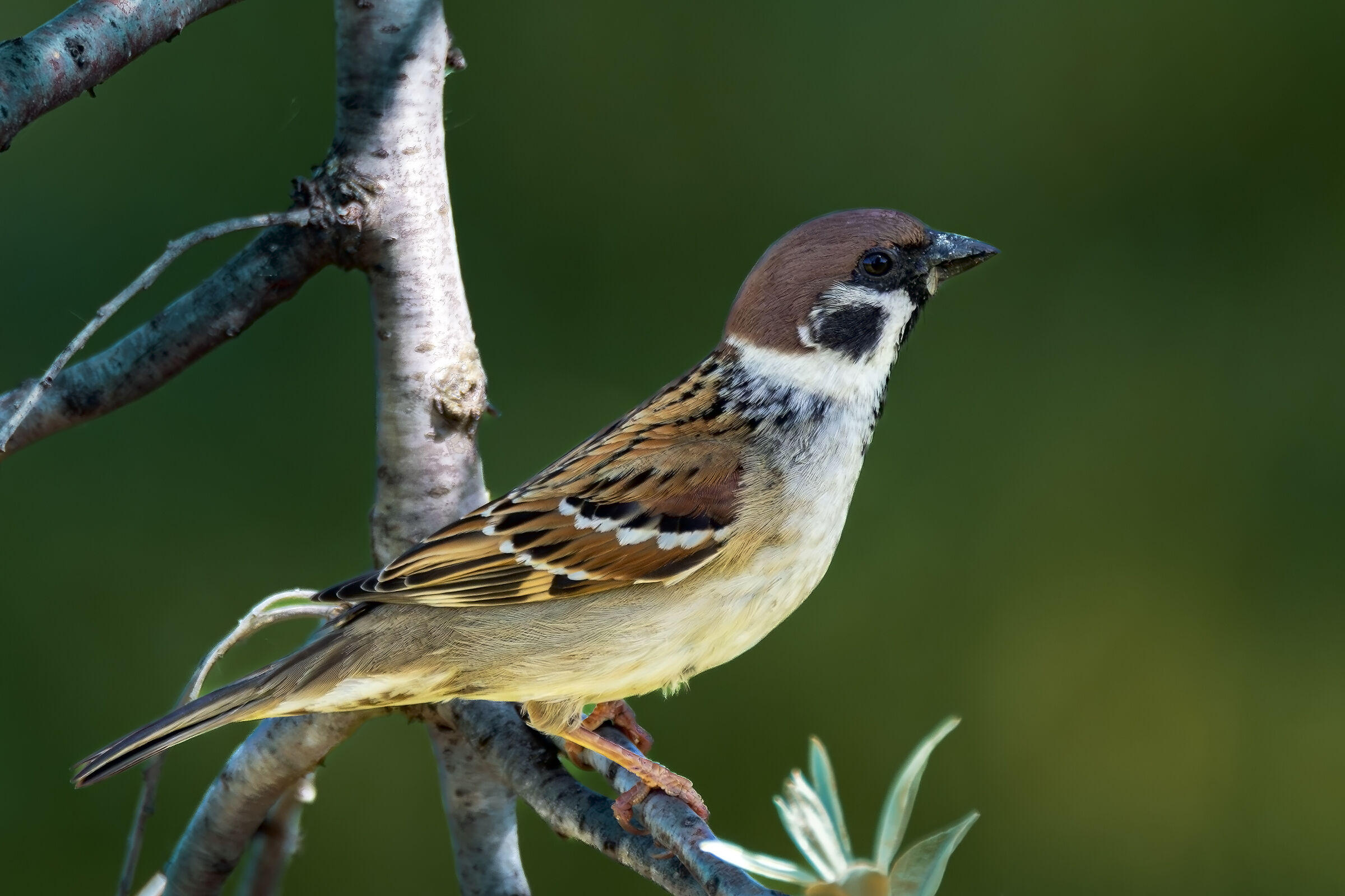 Bird Portrait