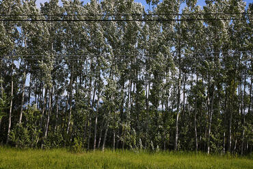 Alberi