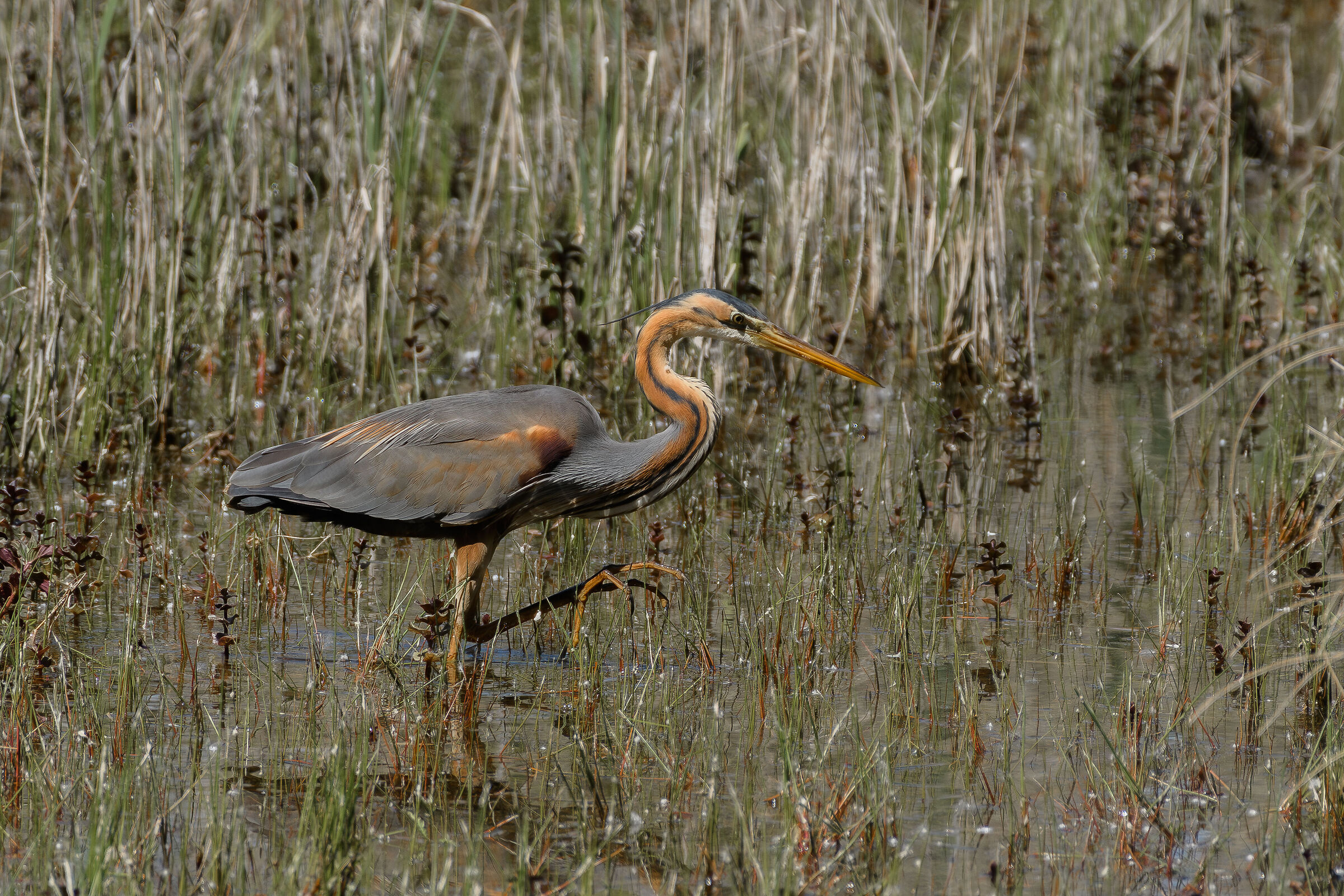 Purple Heron