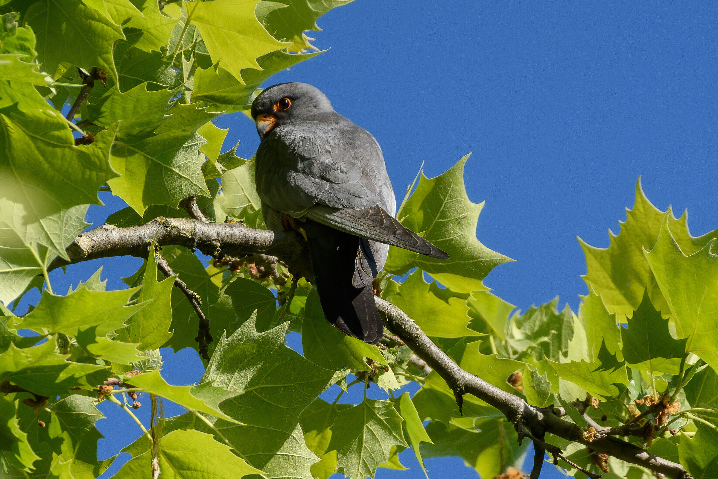Cuckoo Falcon