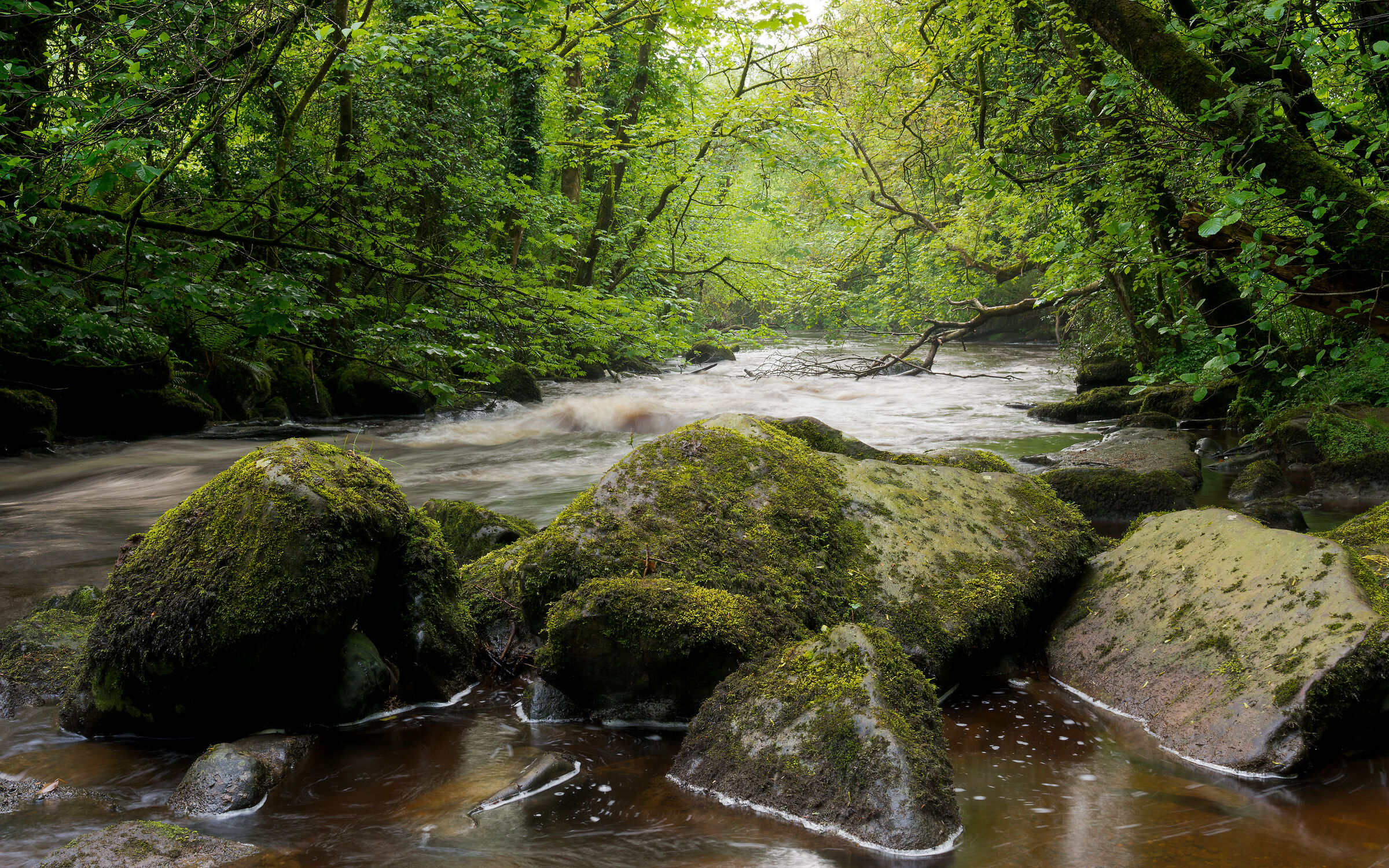 Ruscello forestale, primavera può
