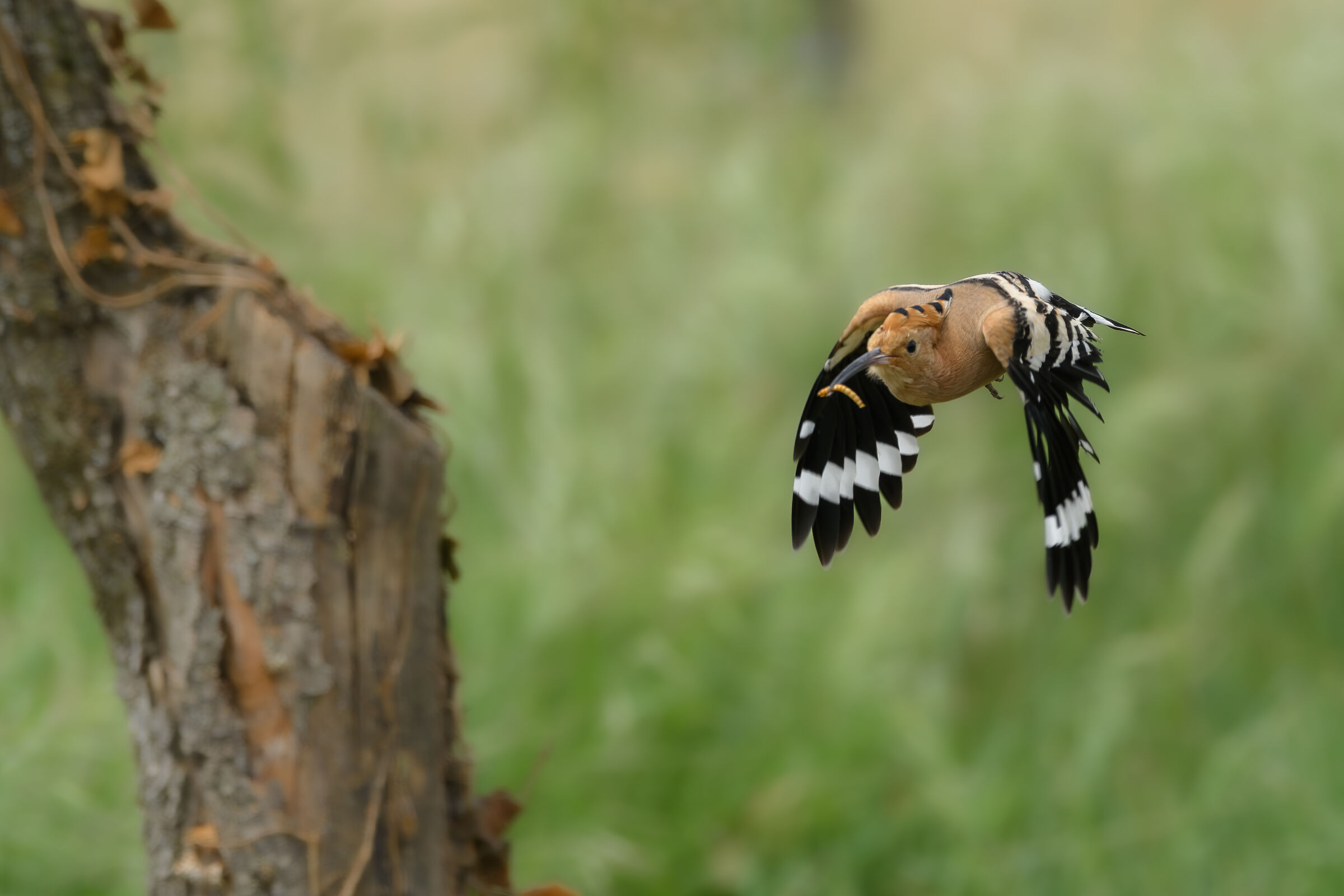 Hoopoe