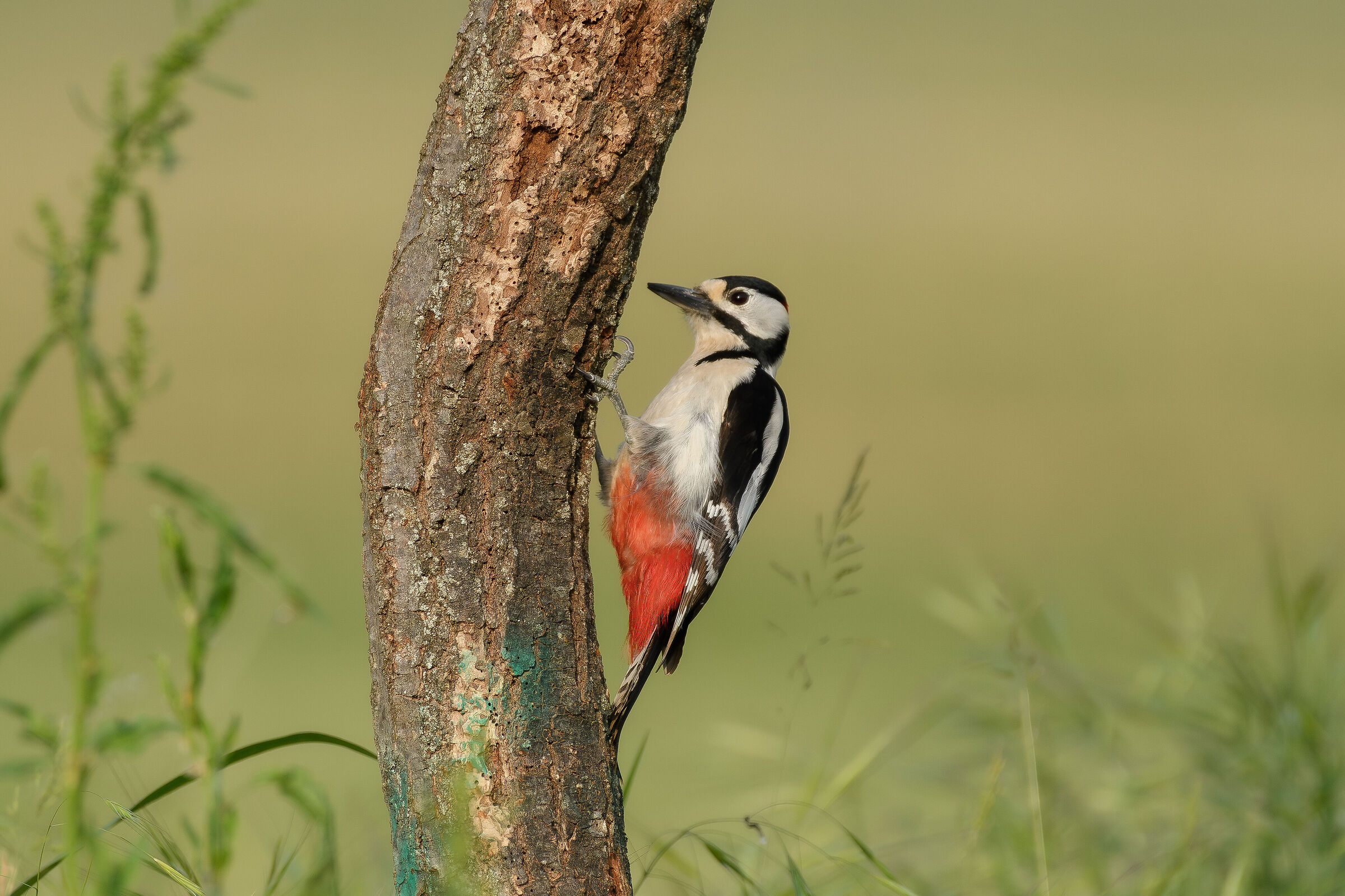 Spotted woodpecker