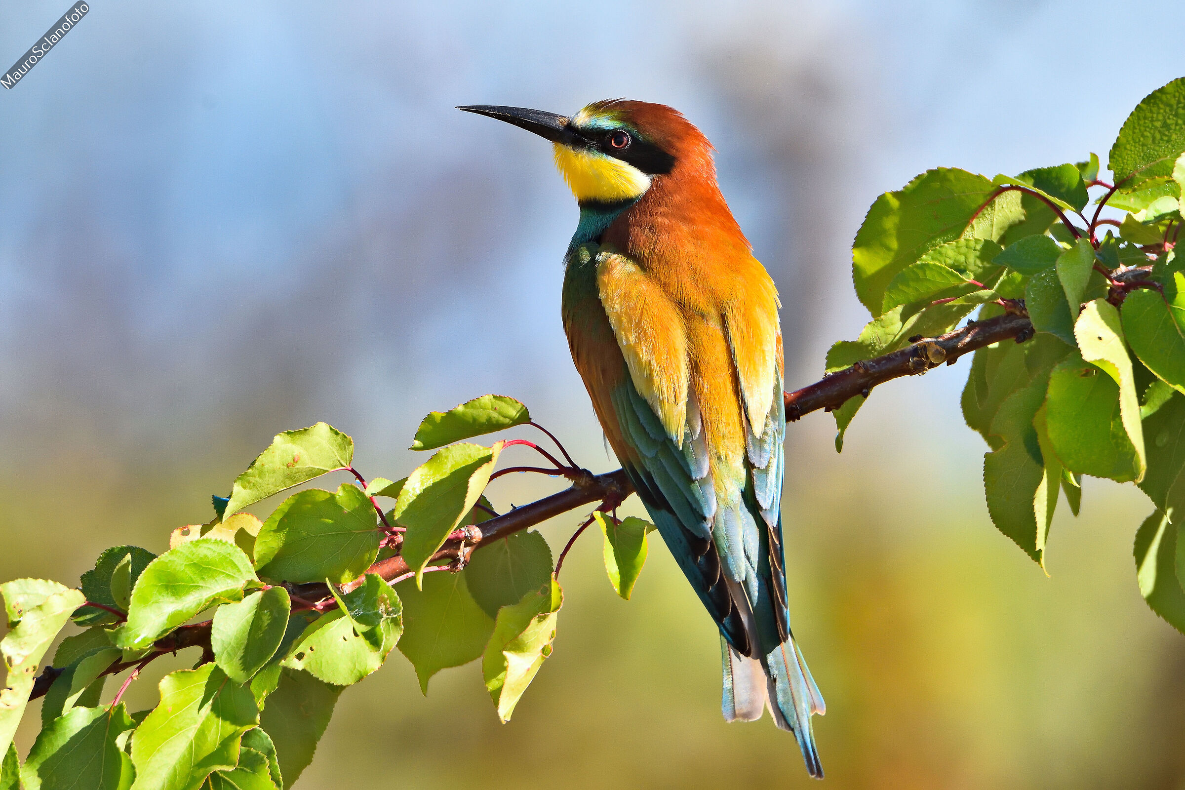 Bee-eater