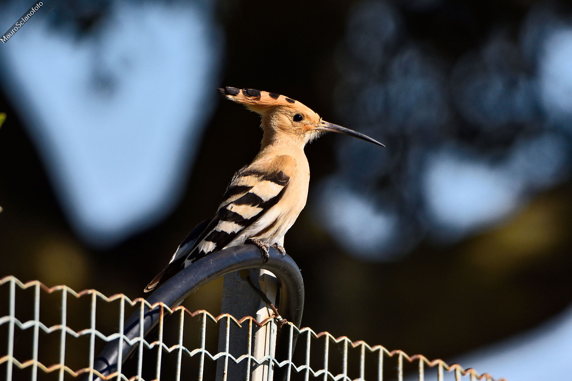 Hoopoe