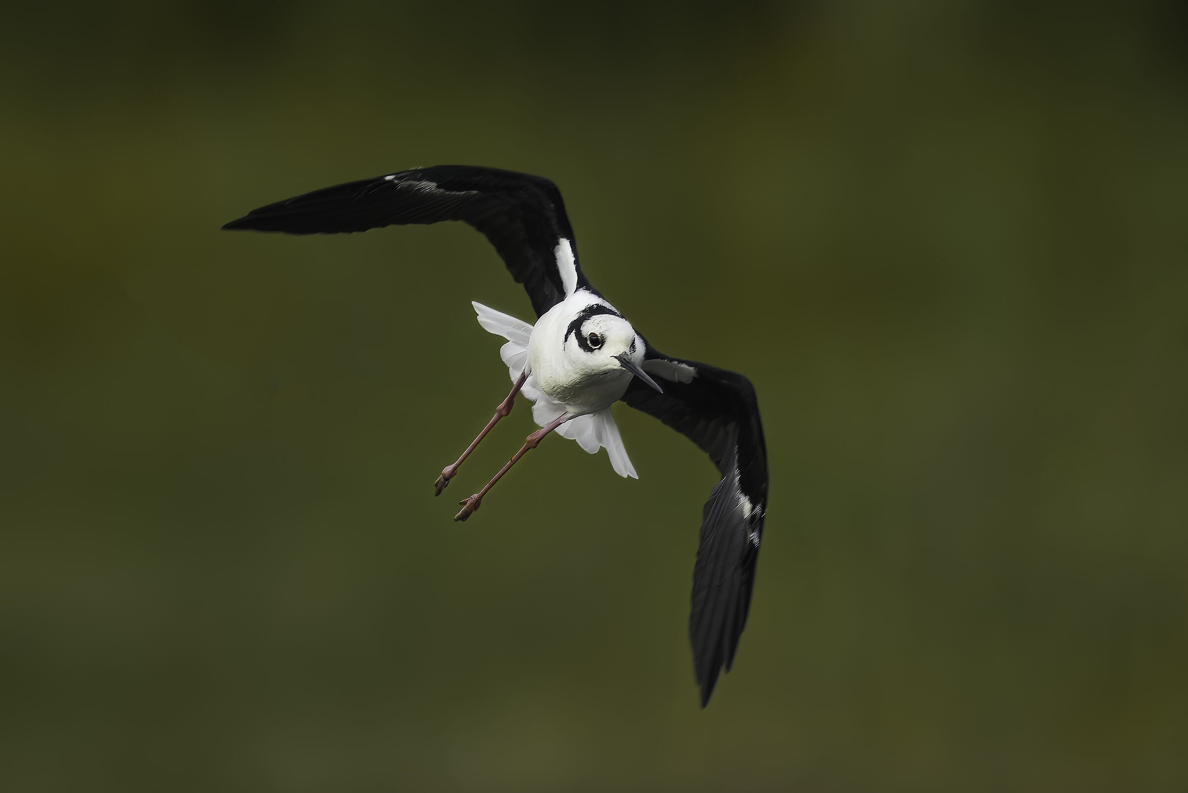 Tero reale (Himantopus mexicanus)