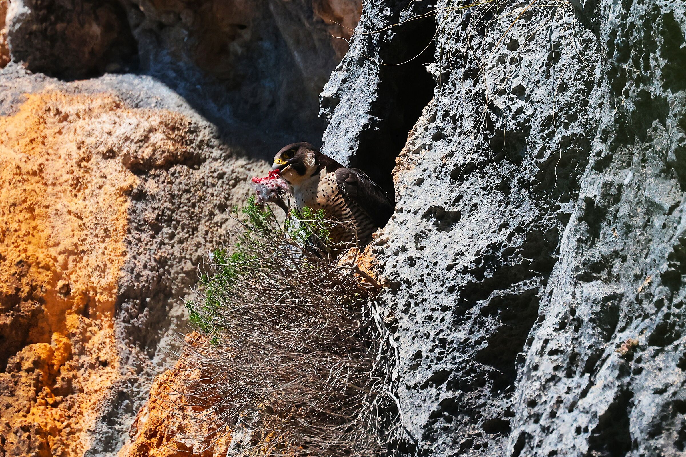 Peregrine falcon with prey