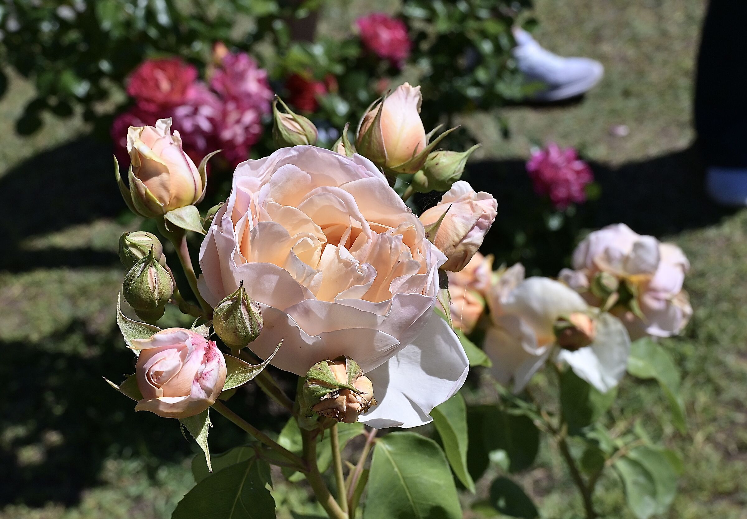 Municipal Rose Garden of Rome. #2
