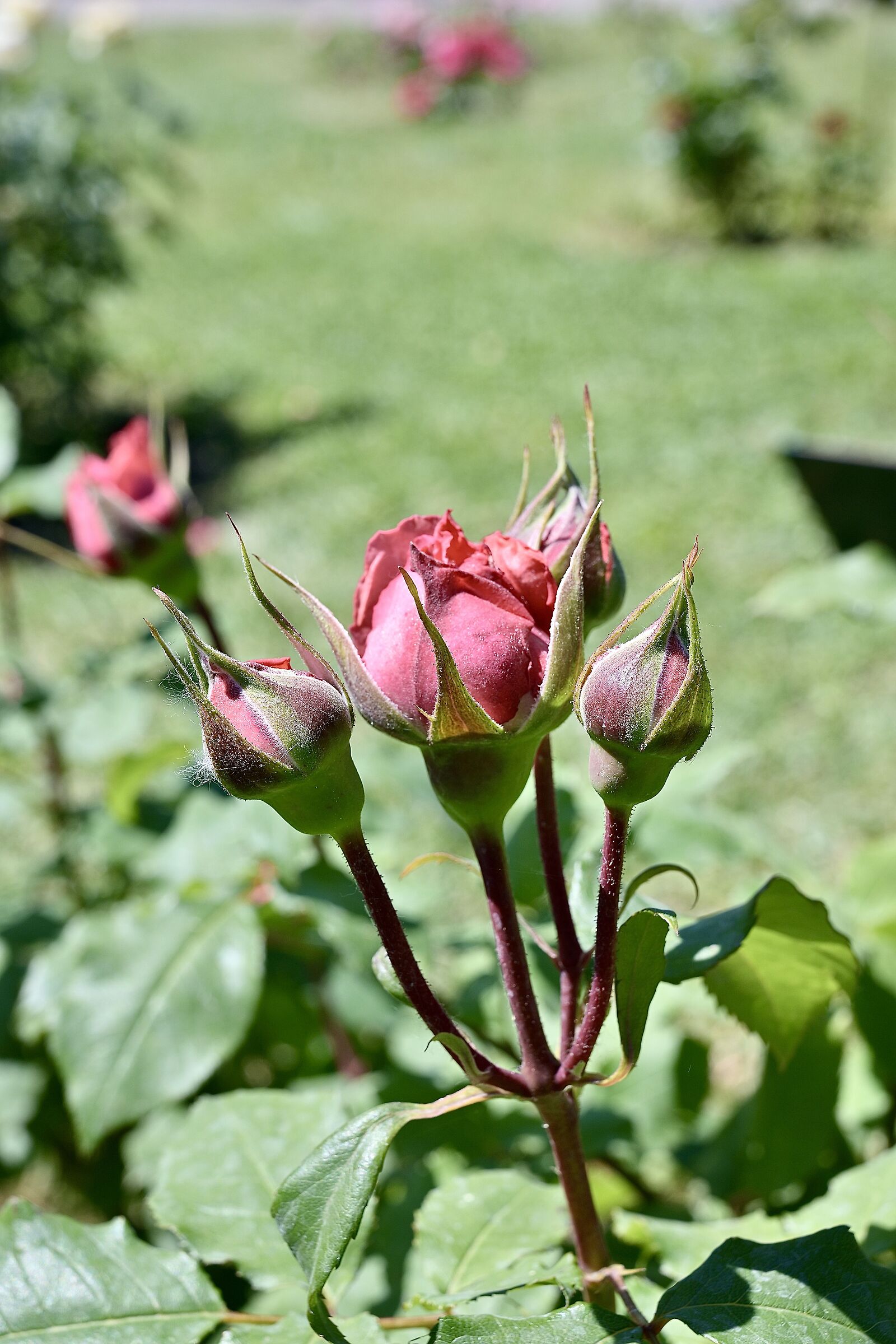 Municipal Rose Garden of Rome. #3