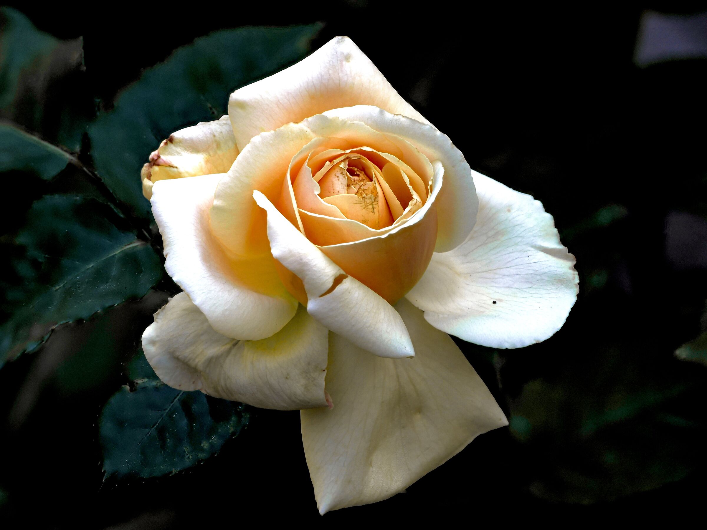 Rosa nascosta