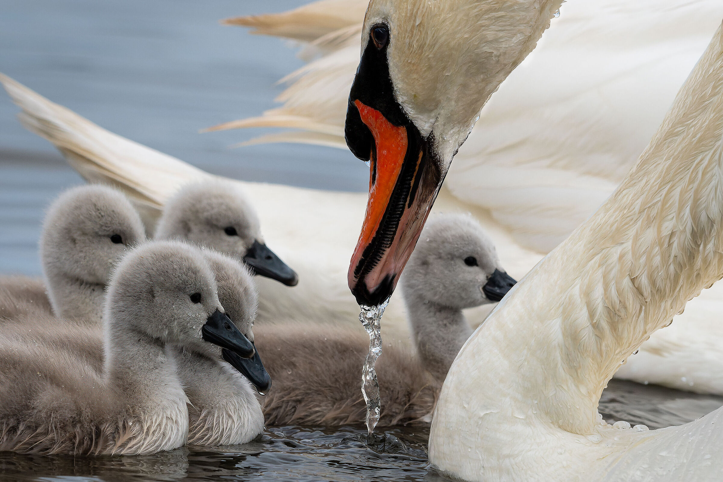 Mom's love