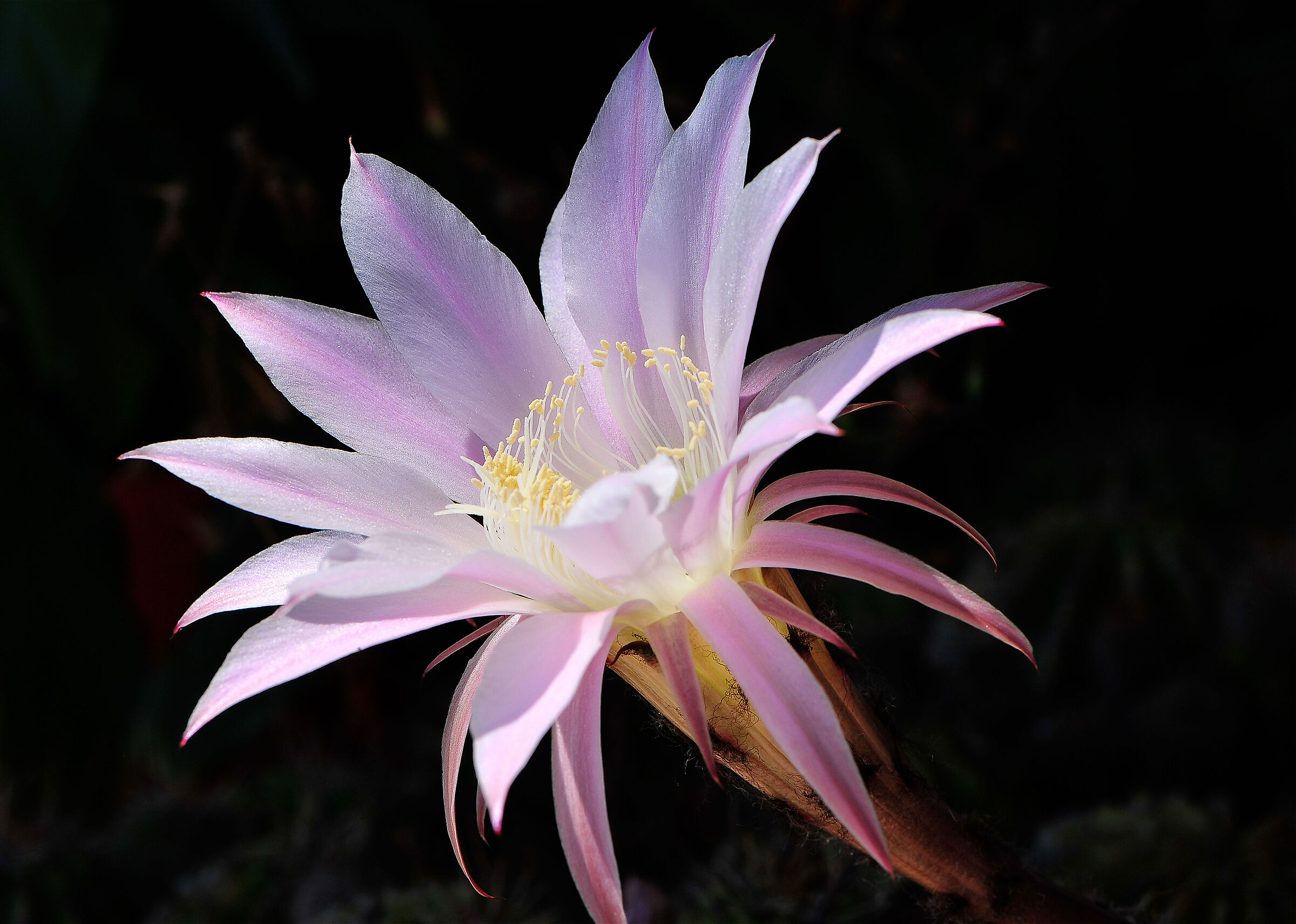 Domestic cactus flower...?