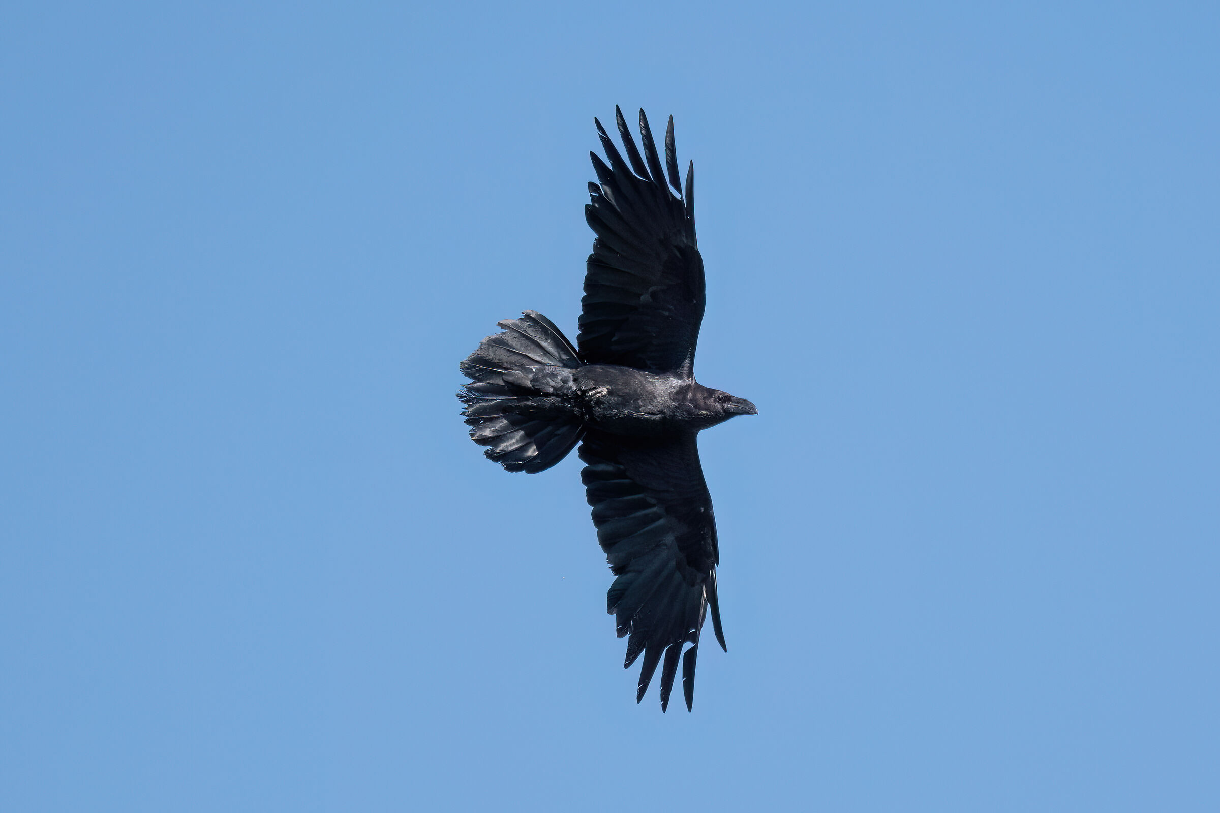 Corvo imperiale (Corvus corax)