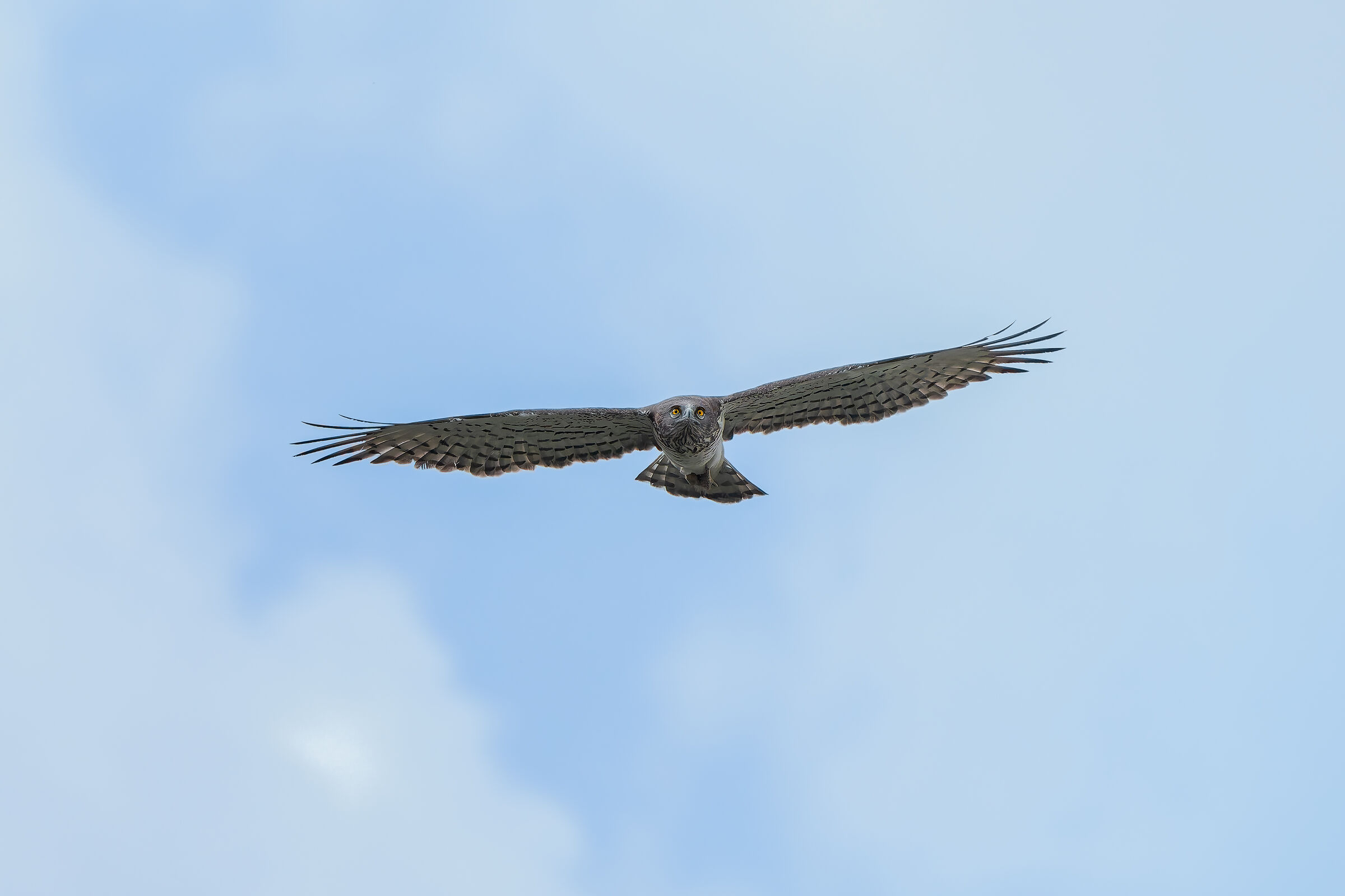 Short-toed Eagle
