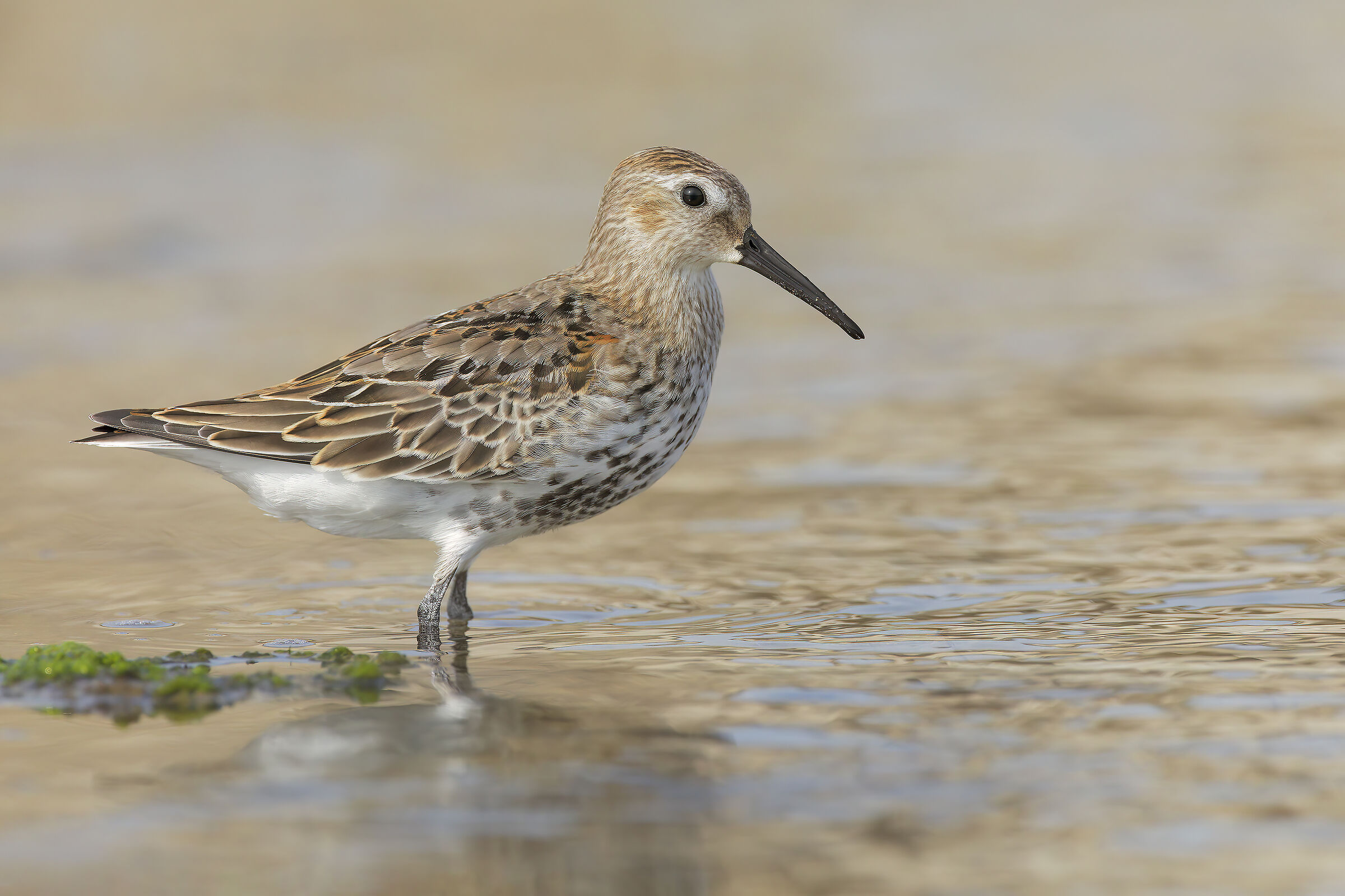 Sandpiper