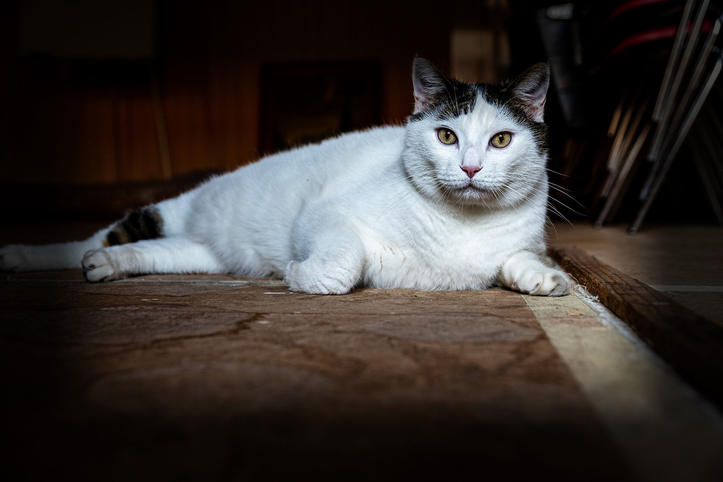 Gatto bolognese