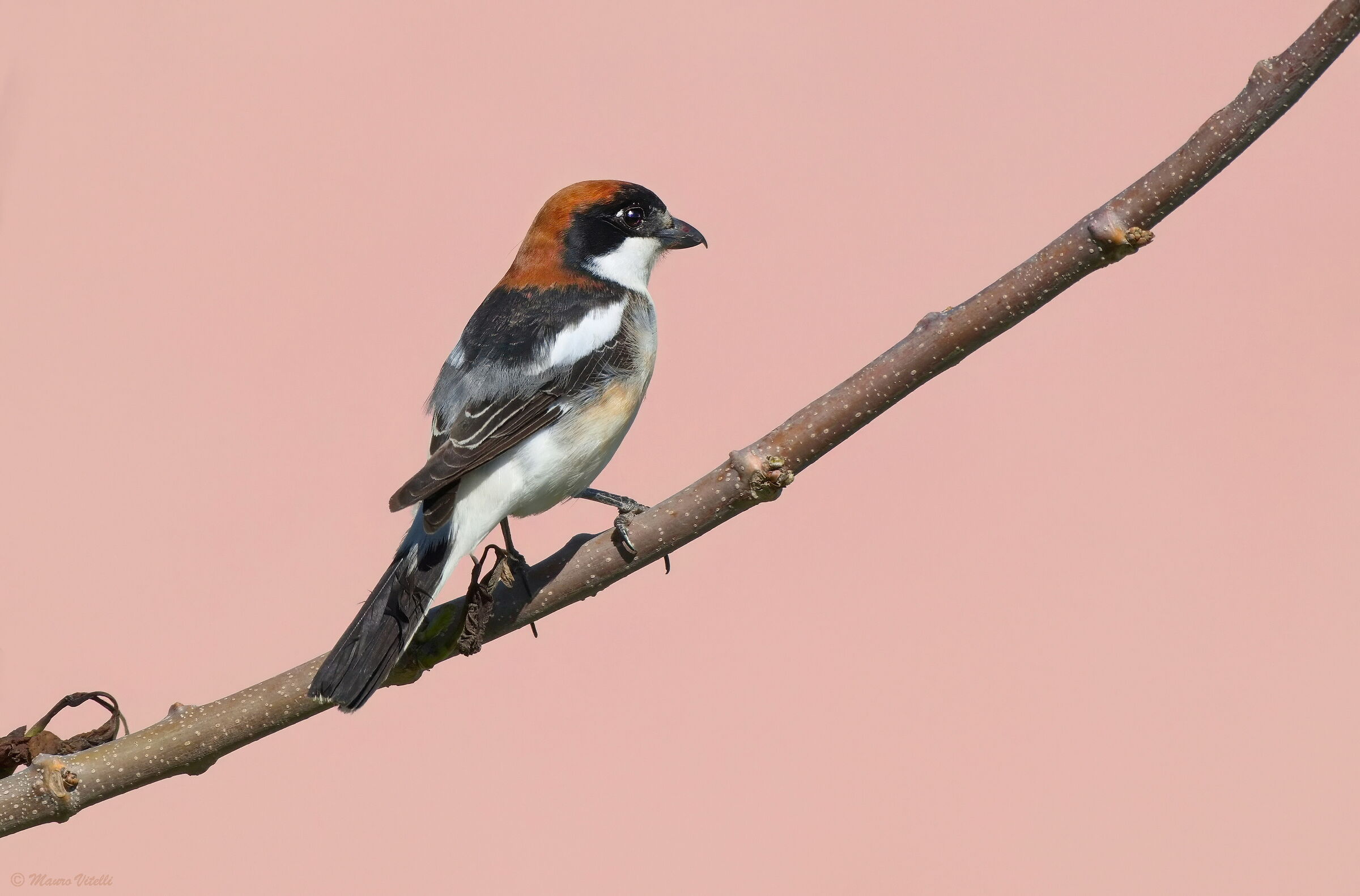 Averla Capirossa (Lanius senator)