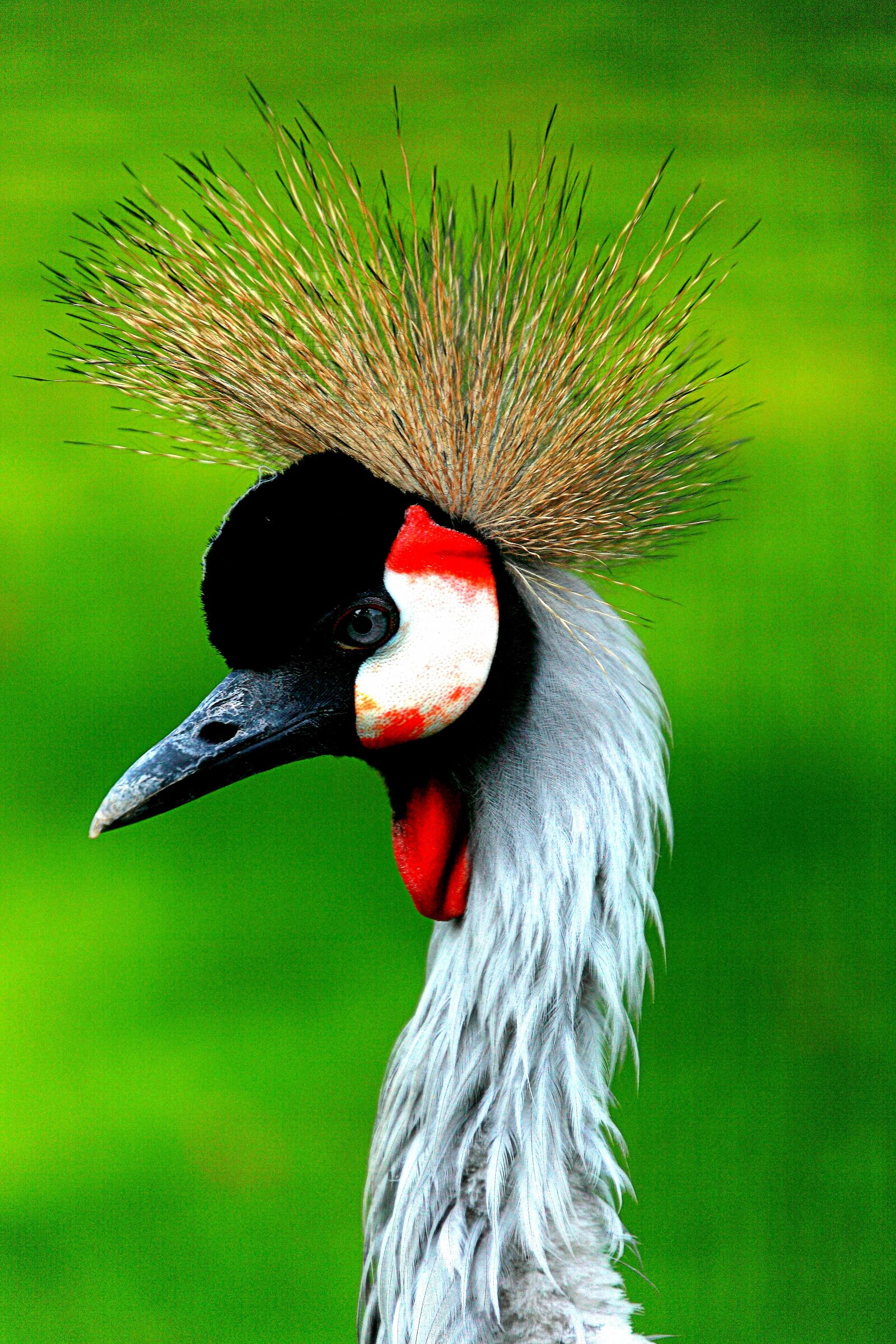 Gru coronata