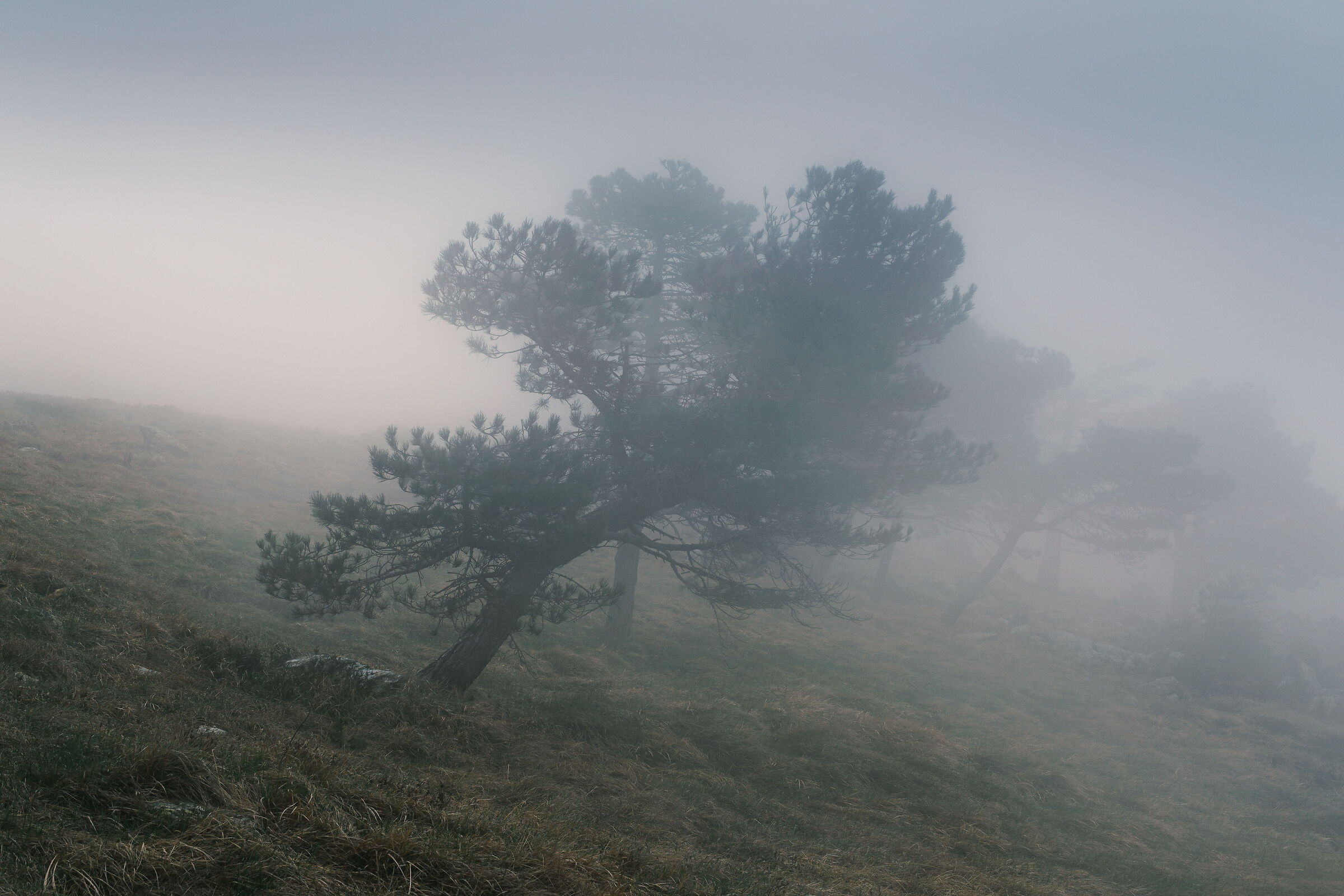 Nebbia agli irti colli