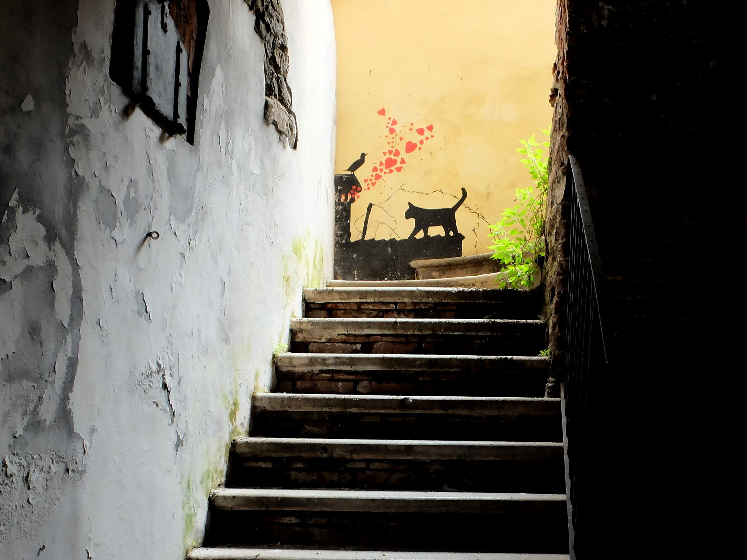 il gatto